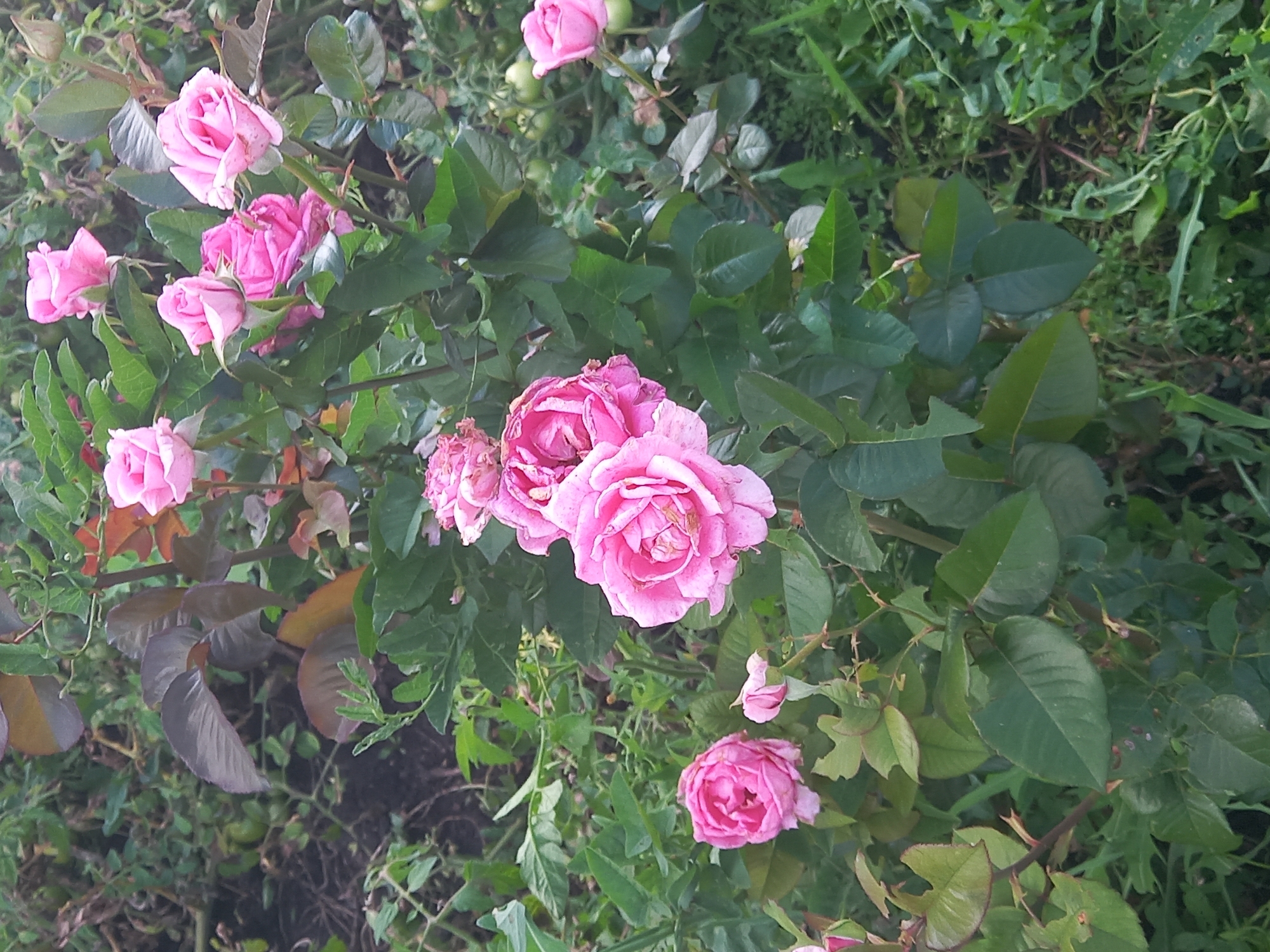 A close-up, outdoor, eye-level shot captures a cluster of vibrant pink roses in bloom, nestled amongst lush green foliage and thorny branches. The roses exhibit varying degrees of openness, with some petals tightly furled and others fully unfurled, revealing their delicate textures. In the background, out-of-focus green tomatoes can be seen on a vine, interspersed with more greenery. The scene appears to be a garden setting, possibly in the city of Степное Яниково, Russia, with the natural light suggesting it was taken during the daytime. There are no people or animals visible in the image.