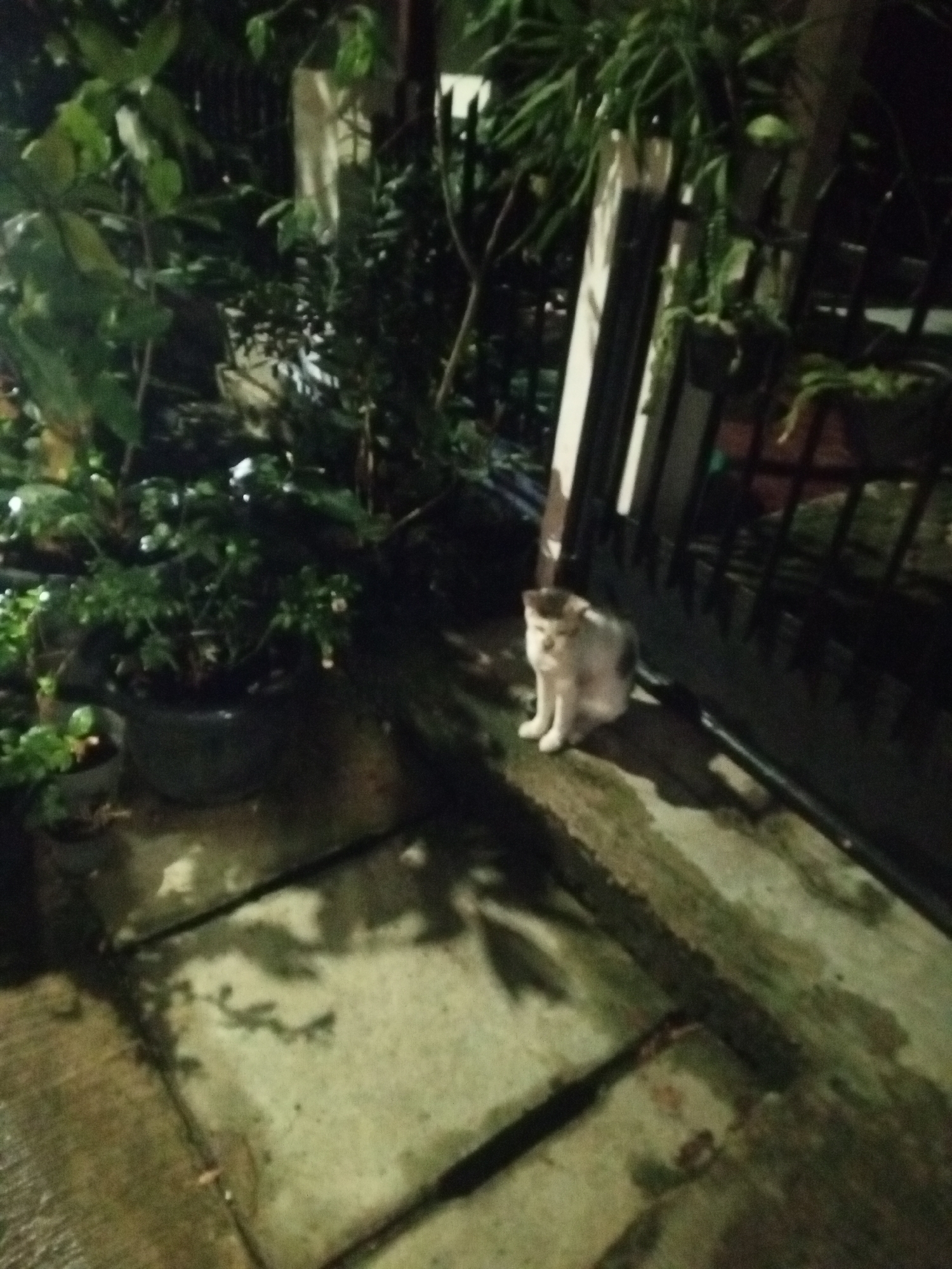 In Depok, Indonesia, a domestic short-haired cat is seated on a concrete pathway at night. The cat is primarily white with patches of grey and brown. It is facing the camera, looking slightly downwards. The environment appears to be an outdoor space with overgrown vegetation and potted plants surrounding the pathway. A dark metal fence or gate is visible in the background, along with shadowy foliage and what appears to be a partially illuminated building or structure. The ground surface is wet, suggesting recent rainfall, and is composed of interlocking concrete slabs. The lighting is dim, typical of nighttime conditions.