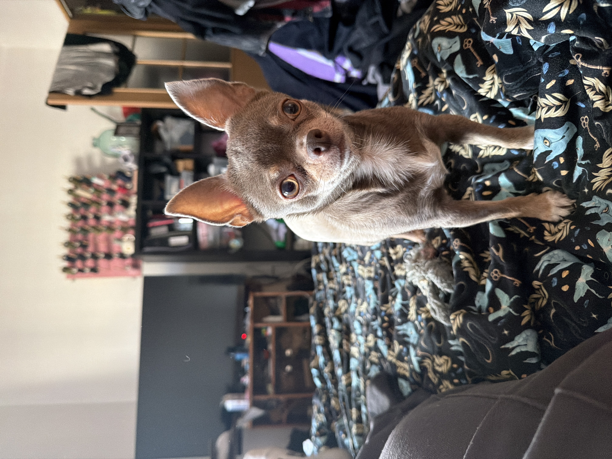 A small, brown chihuahua-like dog lies on a patterned fabric with keys, leaves, and bird-like figures in a dark, indoor setting. The background includes a TV, shelf with objects, and wall. The location is not discernible from the image, and therefore no connection to Saint Petersburg, Russia, can be made.