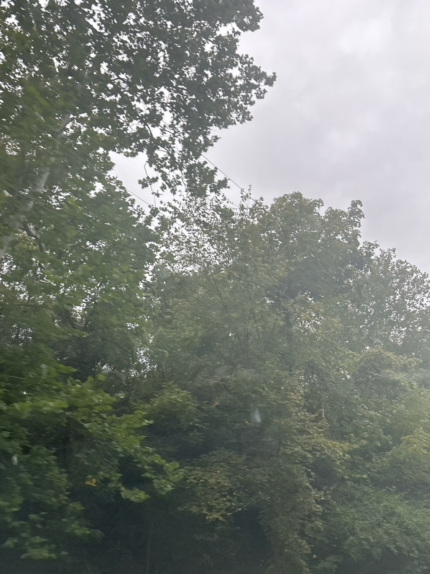 The image depicts a dense canopy of green trees against a hazy, overcast sky. The perspective suggests the photo was taken from a moving vehicle, looking upwards through the branches. The foliage is lush and varied, with some leaves appearing lighter green and others a deeper shade. Thin, dark lines, possibly power lines or branches, are visible interspersed within the trees. The overall atmosphere is subdued, likely due to the cloudy weather. There are no discernible people or specific landmarks to indicate a precise location within Pittsburgh, though the prevalence of trees suggests an area with significant greenery, possibly a park or a tree-lined street.