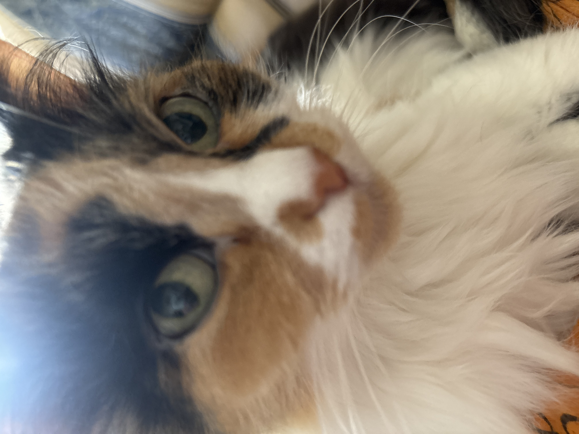 The image captures a close-up, slightly tilted portrait of a calico or tortie cat. The cat's face fills the frame, showcasing its distinct fur pattern of black, orange-brown, and white patches. Its prominent features include two large, round, greenish-yellow eyes with moderately dilated pupils, staring directly at the viewer. A strong lens flare or light reflection is visible in the lower-left eye and area of the image.
The cat's fur appears soft and fluffy, especially the dense white fur around its muzzle and neck. A small, pinkish-orange nose is visible at the center of its face, slightly out of focus. Numerous long, white whiskers extend from its cheeks. The perspective is from a low angle, looking up at the cat, enhancing its direct gaze. The background is entirely blurred, consisting of indistinct shapes and colors, suggesting an indoor setting with soft furnishings. The cat appears calm and alert, possibly curious about the camera. There is no visible text in the image. While the context of Chaikovsky, Russia, is provided, no visual cues within the media itself indicate this location.