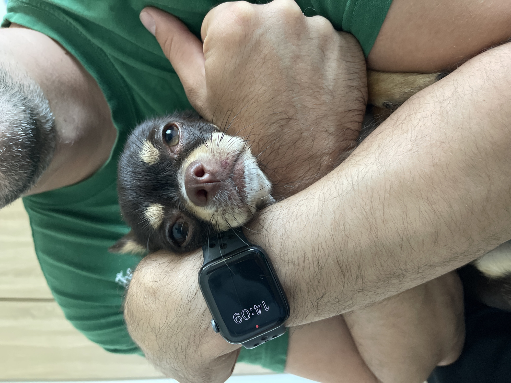 A chihuahua is being held by a person wearing a green t-shirt and a smartwatch. The chihuahua's head is resting on the person's arms. The smartwatch shows the time "14:09". The background appears to be an indoor setting. There is no information about the location in Lisaura, Romania.