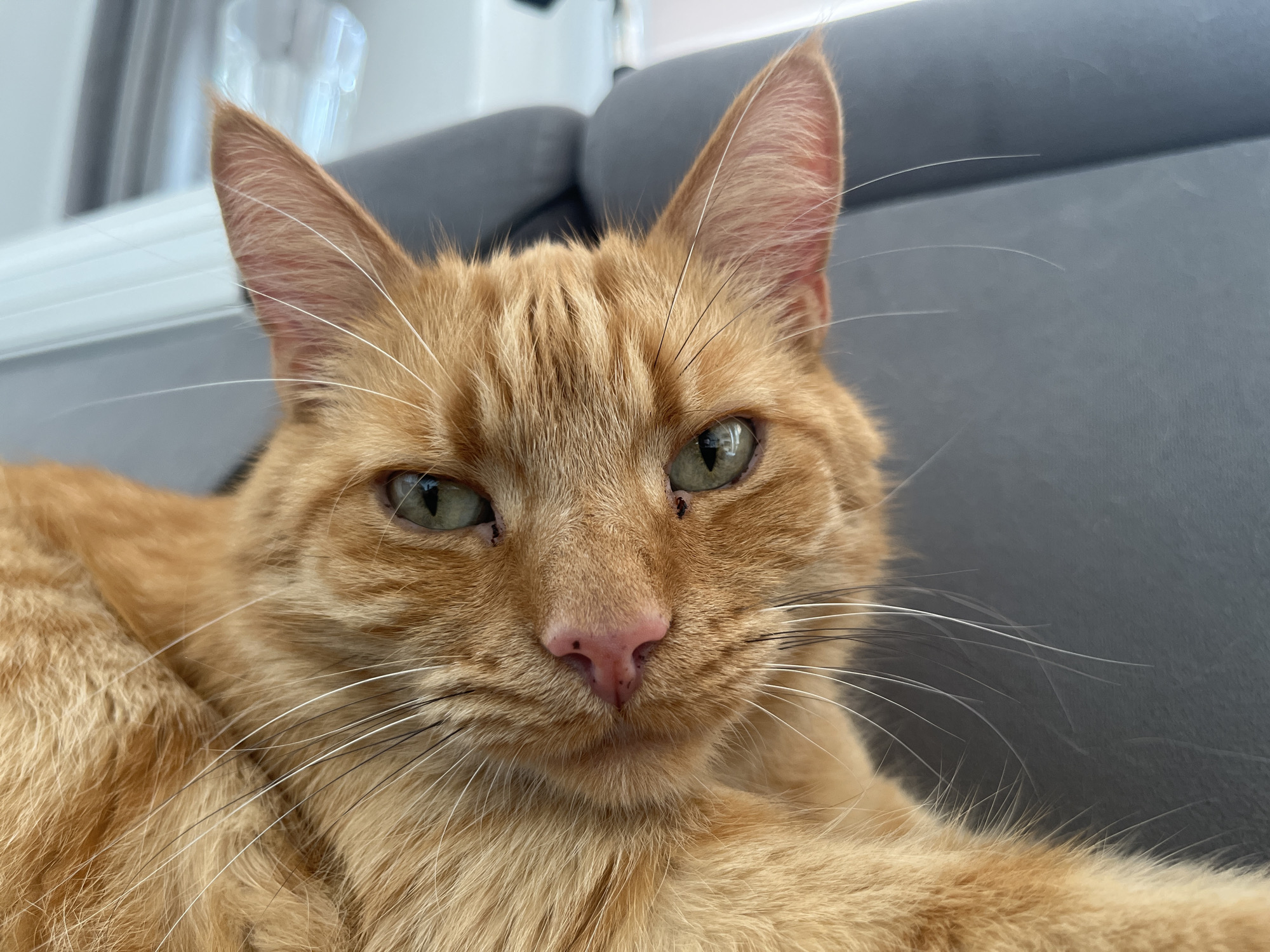 The image is a close-up, eye-level shot of an orange tabby cat lying on a gray couch. The cat is facing the camera, with its head and upper body filling the frame. Its green eyes are looking directly at the viewer. The cat has prominent whiskers and ear tufts. The background is blurred, showing the back of the couch and some indistinct light sources. There are no people visible in the image, and the setting appears to be indoors, in a residential environment. The location in the city of Zabrze, Poland, is not discernible from the image itself.