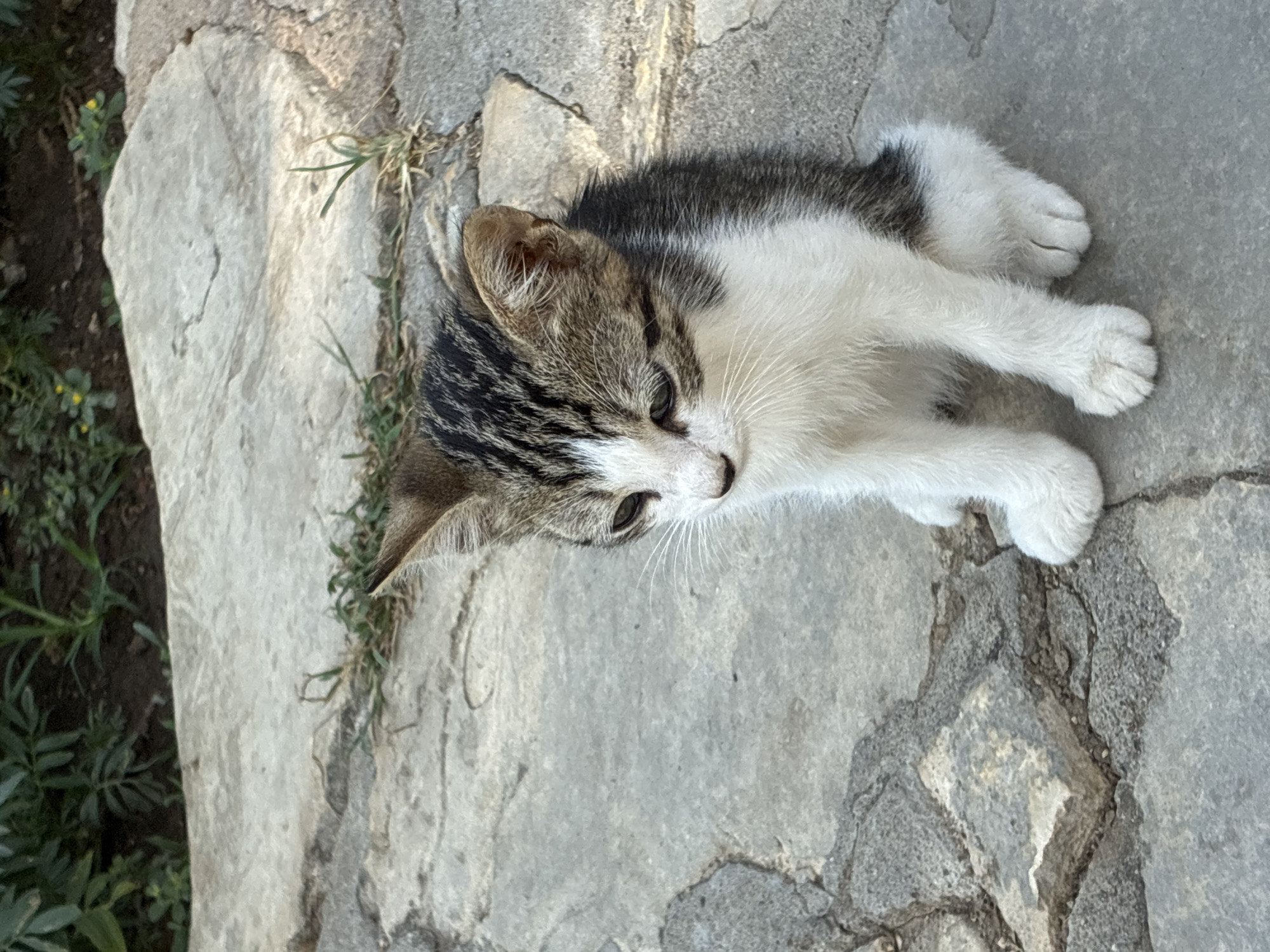A young, short-haired tabby and white kitten sits on a stone-paved surface. The kitten has grey and black tabby markings on its head and back, with a white chest, belly, and paws. It is looking down with a slightly sad expression, its ears perked up. The stone paving is uneven and appears to be outdoors, with some green foliage and soil visible in the background. The lighting suggests it is daytime. The image does not provide any specific information about the city of Alanya, Turkey.