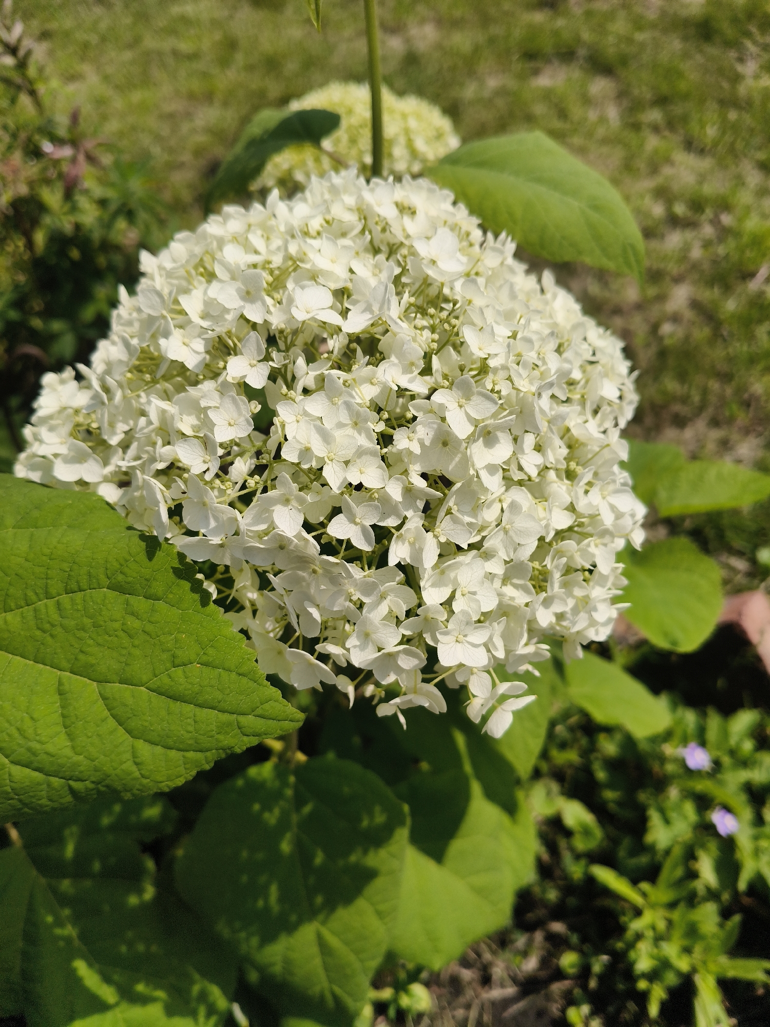 A close-up, eye-level shot captures a large, spherical white hydrangea bloom. The bloom is densely packed with small, delicate white flowers, some with four petals visible. A large, textured green leaf extends from the lower left, partially obscuring the bloom. In the background, blurred green grass and foliage suggest an outdoor garden setting. The lighting indicates it is daytime, with sunlight casting shadows. There are no people or animals visible in the image. The scene is consistent with a garden in Prokopyevsk, Russia, during the warmer months.