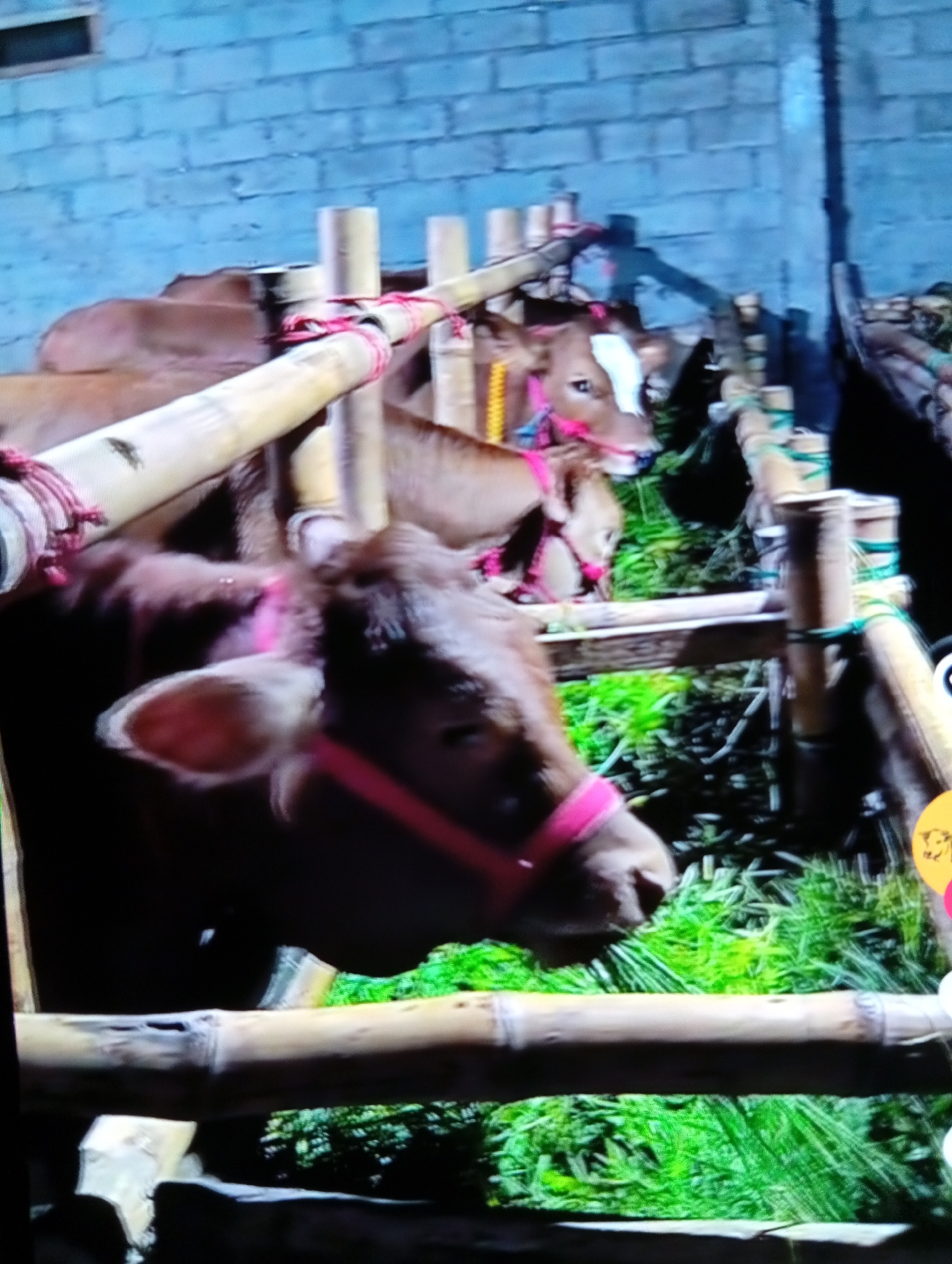 The image presents a low-light scene in Lhokseumawe, Indonesia, depicting several brown bovine subjects contained within a bamboo-constructed enclosure. In the immediate foreground, a brown cow, fitted with a prominent pink halter, is positioned facing right, its head lowered to consume green fodder. Directly behind and to the right, a second brown cow, also wearing a pink halter and distinguishable by a white marking on its forehead, is similarly engaged in feeding. Additional bovine subjects are partially discernible in the deeper background. The enclosure consists of vertical and horizontal bamboo poles securely lashed together with red/white and green ropes. Abundant green vegetation, serving as feed, covers the ground within the enclosure. The upper left background features a light blue concrete block wall with a dark, rectangular opening near its top edge.