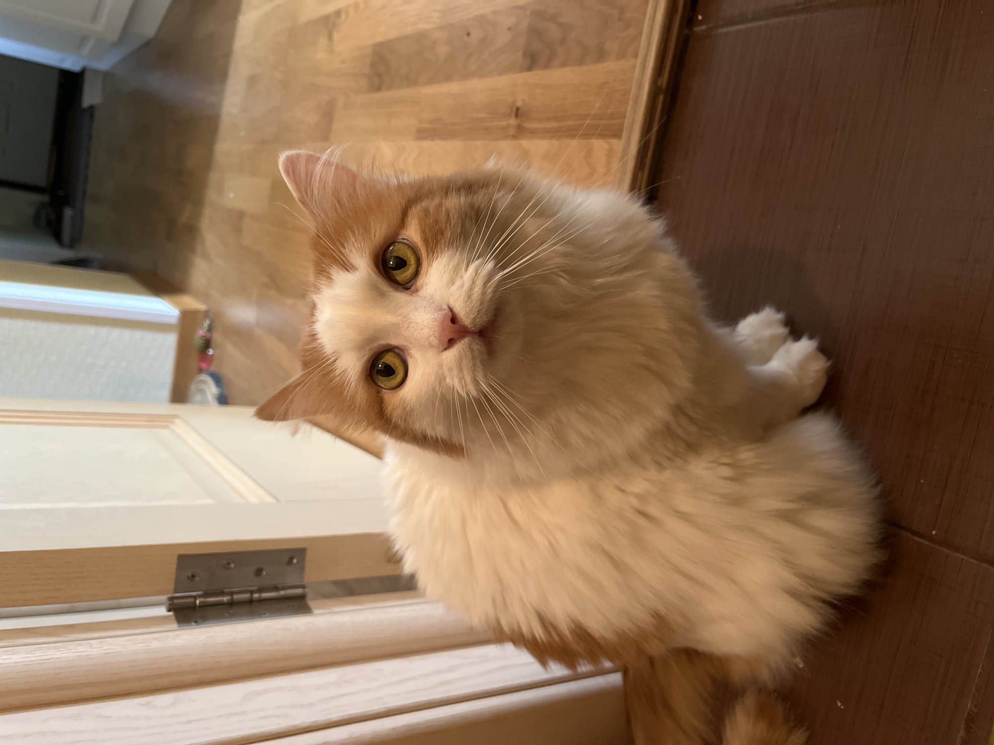 The image shows a medium-haired cat with white and orange fur sitting on a dark brown floor. The cat is looking upwards with yellow eyes. To the left of the cat, a light-colored wooden door with a silver hinge is partially open. The background consists of a wooden floor and a distant doorway, suggesting an indoor residential setting. There is no discernible information in the image that would indicate the location in the city of Korolyov, Russia.