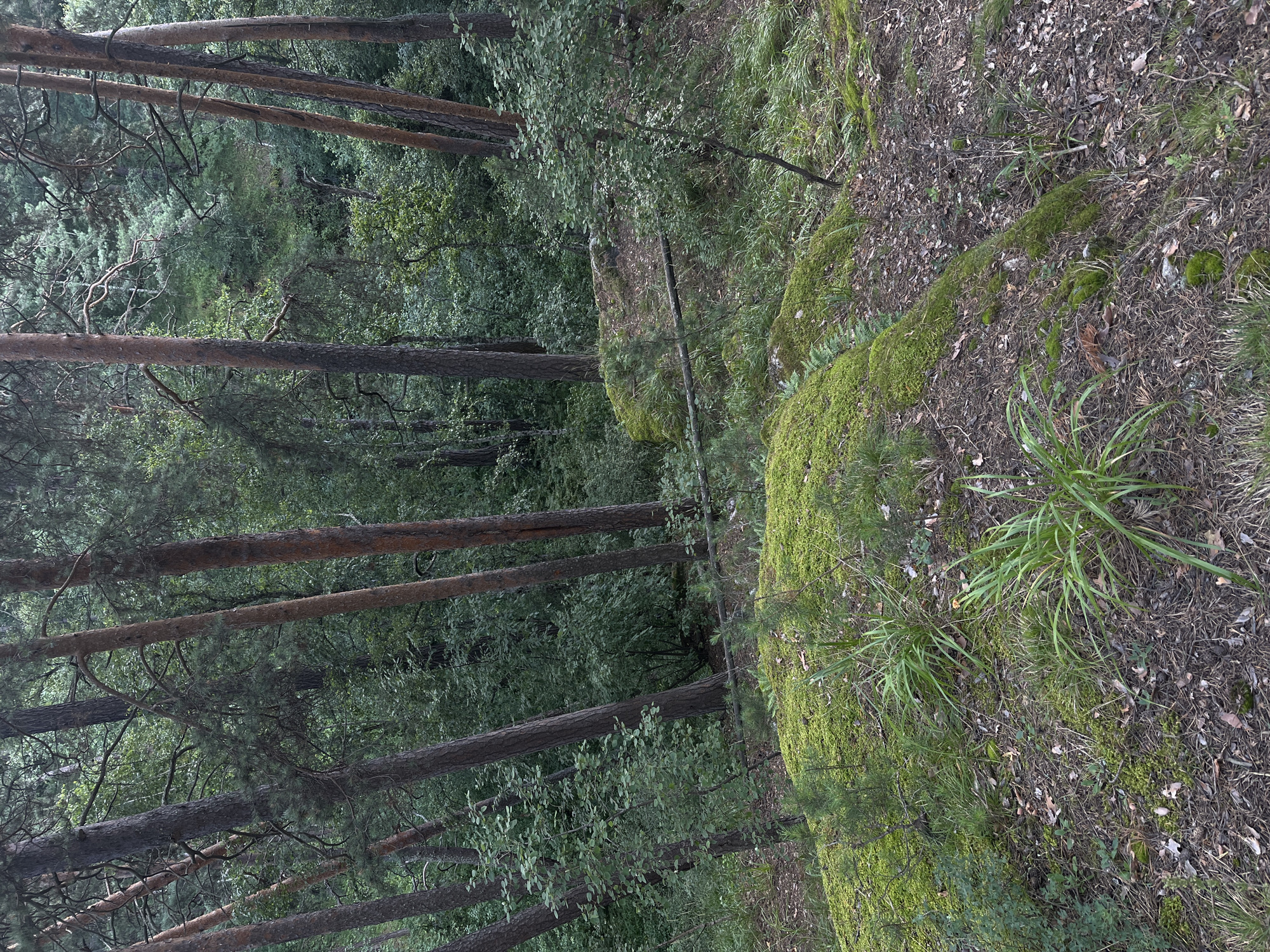 This media file depicts a serene forest scene in Karagaiskii, Russia. The primary subjects are tall, slender pine trees with textured bark, their trunks extending vertically through the frame. Interspersed among the pines are deciduous trees with lush green foliage, creating a dense canopy overhead. The ground is covered in a carpet of pine needles, fallen leaves, and patches of vibrant green moss that clings to uneven terrain and rocks. Several prominent moss-covered rocks are visible on the right side of the image, adding to the natural, untamed beauty of the setting. Some blades of grass and small green plants are scattered across the forest floor.
The scene appears to be a natural, undeveloped forest. The lighting suggests it is daytime, with dappled sunlight filtering through the trees, creating subtle shadows. The overall atmosphere is tranquil and peaceful. There are no visible people or specific objects, and no text is present in the image. The rich green hues of the foliage and moss, combined with the earthy tones of the forest floor and tree trunks, evoke a sense of the natural world.