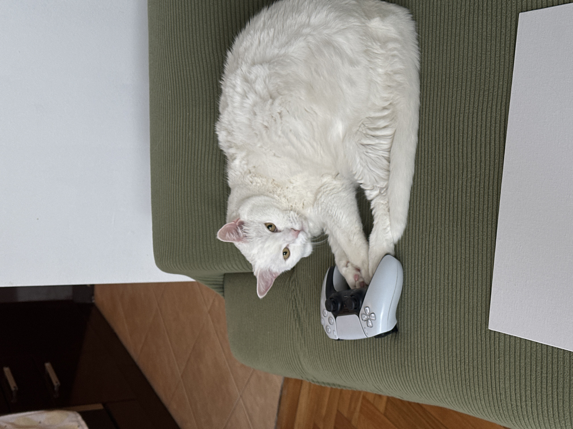 This indoor photograph, taken in Novi Sad, Serbia, features a fluffy, pure white cat lying on a green, ribbed couch or armchair. The cat, with striking yellow-green eyes and pink-tipped ears, is curled up with its head tilted, looking directly at the viewer. Its front paws are resting near or lightly touching a white PlayStation 5 DualSense controller, which has black joysticks and a black central touchpad.
The green furniture has a distinct corduroy-like texture. To the right of the cat and controller, a white rectangular object, possibly a canvas or a large piece of paper, is visible on the couch surface. The background reveals elements of a domestic space: a plain white wall is seen on the left, and a floor composed of light brown tiles and a darker wooden section is visible in the lower half of the frame. A dark wooden surface, possibly part of a cabinet or table, is also partially visible in the bottom-left corner. The lighting indicates a bright, daytime setting indoors. The overall scene suggests a curious and relaxed interaction between the cat and the gaming accessory. No visible text is present in the image.
