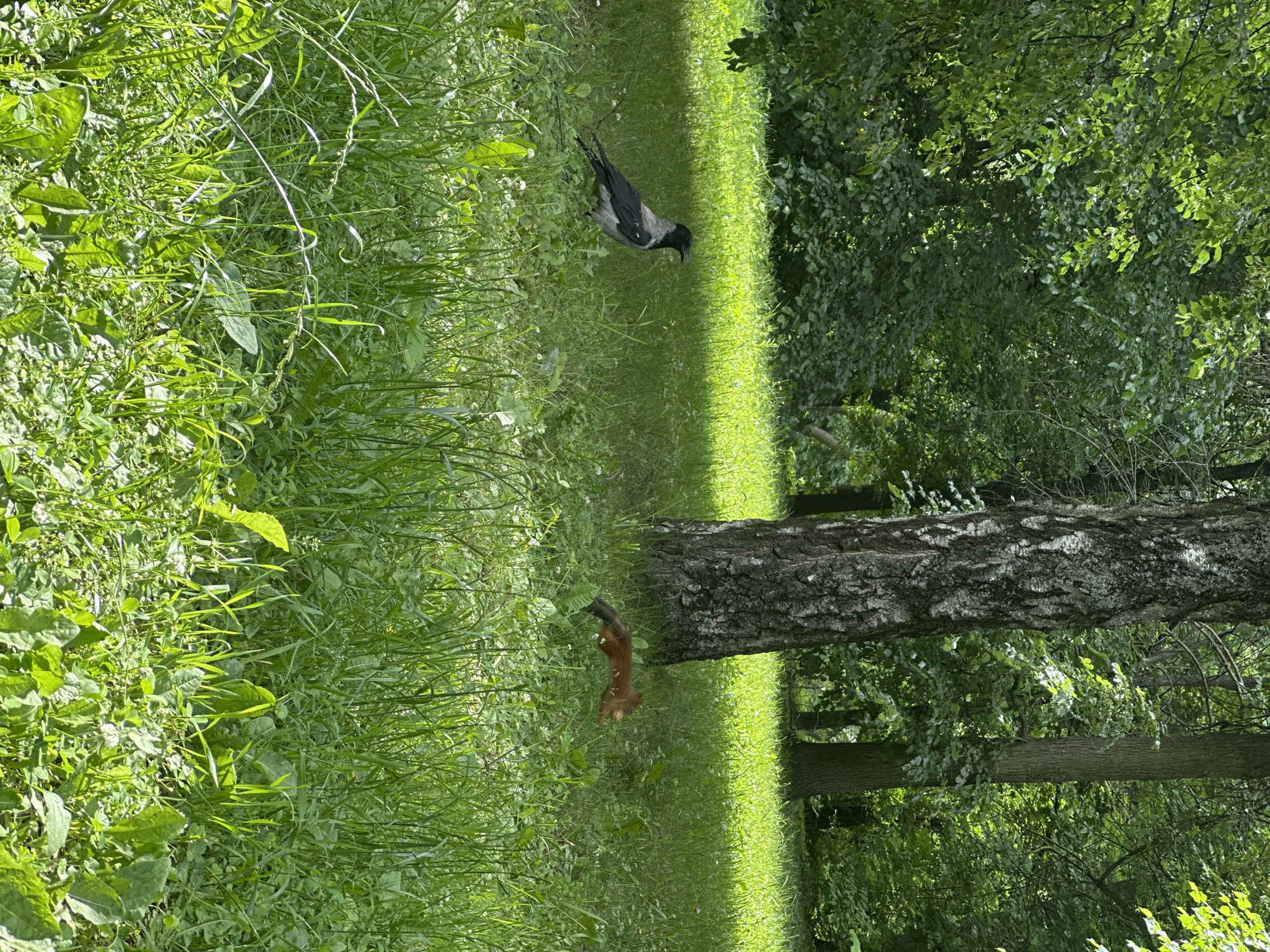 A crow stands in lush green grass near a tree in a park. A squirrel is in motion to the right of the crow, also in the grass. The background is filled with trees and foliage, suggesting a densely wooded area or park. The lighting indicates it is daytime with sunlight filtering through the trees, creating shadows on the grass.