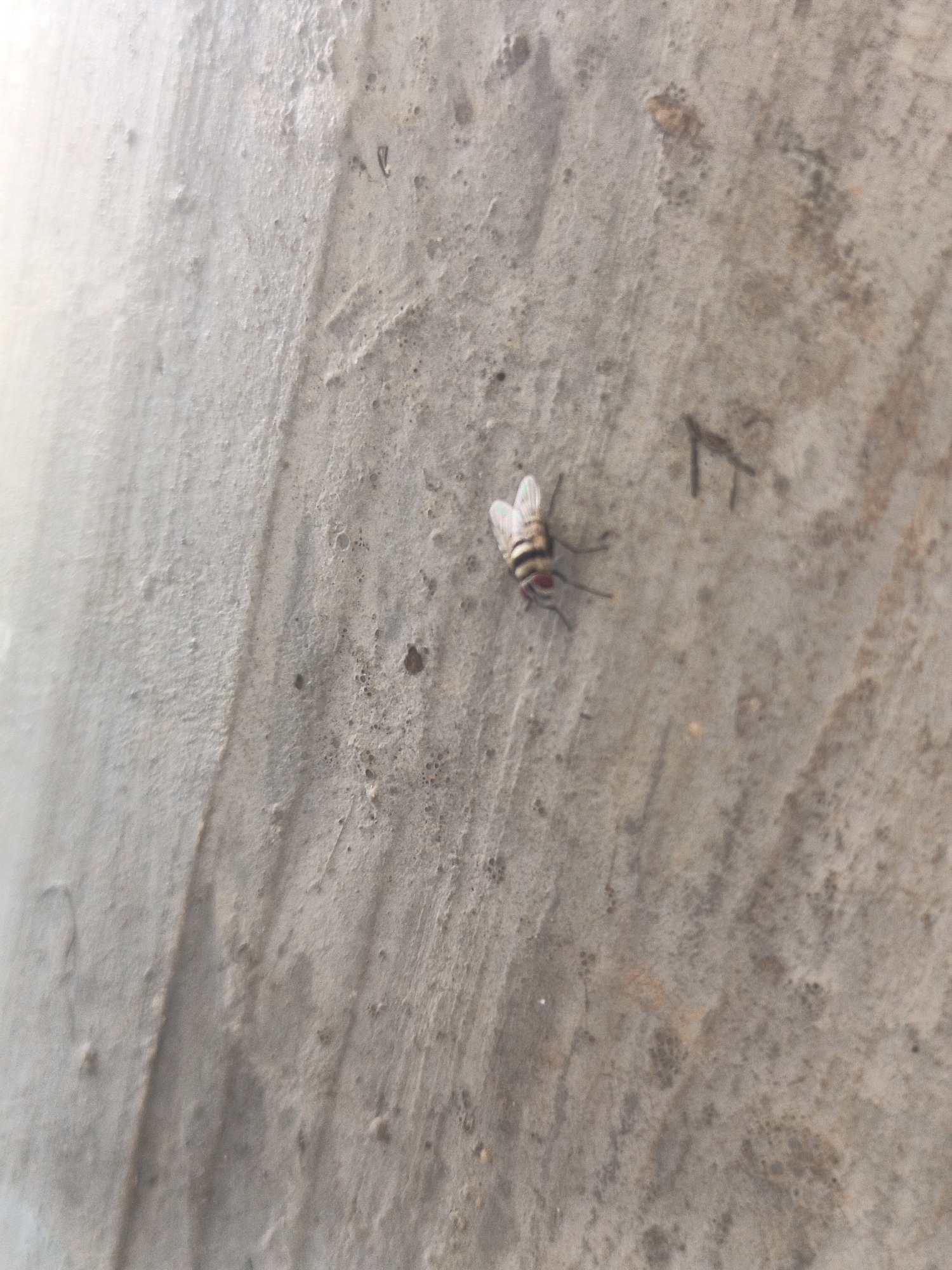 A single fly with striped black and white body and red eyes is resting on a rough, textured concrete surface. The surface appears weathered and shows signs of discoloration and minor imperfections. The lighting suggests it is daytime, with some light reflecting off the surface. No other objects or people are visible in the frame. The scene is devoid of any contextual elements that would place it specifically in Rafin Bauna, Nigeria.
