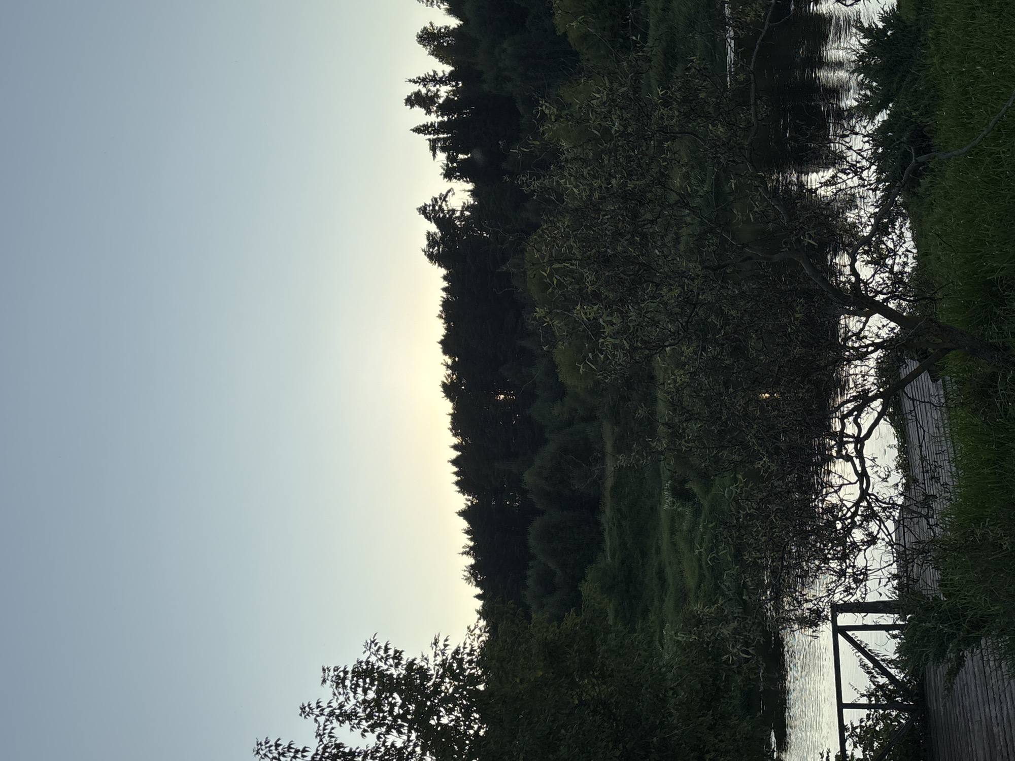This photograph captures a serene natural landscape, likely on the outskirts of Zvenigorod, Russia, during the soft light of dusk or dawn. The sky is a gradient of pale blue, transitioning to a subtle yellow near the horizon, suggesting the sun is either rising or setting. A dense line of dark green trees, predominantly conifers with some deciduous varieties interspersed, forms a silhouetted backdrop across the mid-ground. The foreground is dominated by a tranquil body of water, reflecting the subtle ambient light. To the left, a wooden structure, possibly a pier or a boardwalk, extends partially into the water, featuring a railing. Lush green grass and vegetation grow around the base of the wooden structure and along the water's edge. A silhouetted tree with intricate branches stands in the immediate foreground, its form stark against the slightly lighter water and sky. The overall atmosphere is peaceful and natural, devoid of human activity.