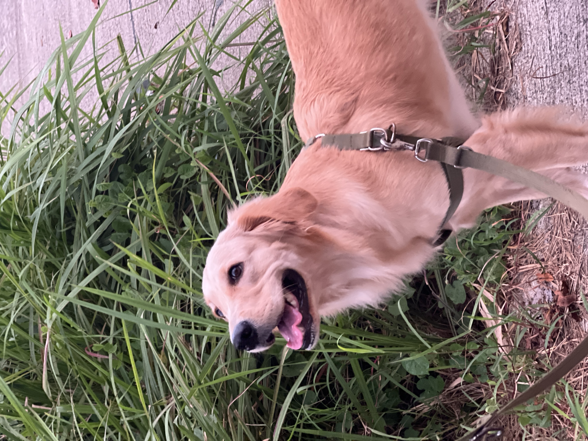 A medium shot captures a light-colored Golden Retriever dog standing outdoors in what appears to be Chalong, Thailand. The dog is wearing a green harness and leash. Its mouth is open, and its tongue is visible, suggesting it is panting or excited. The dog is looking to its left, with its ears perked. The background consists of lush green grass and vegetation on the left, and a gray concrete surface on the right. The lighting suggests it is daytime.