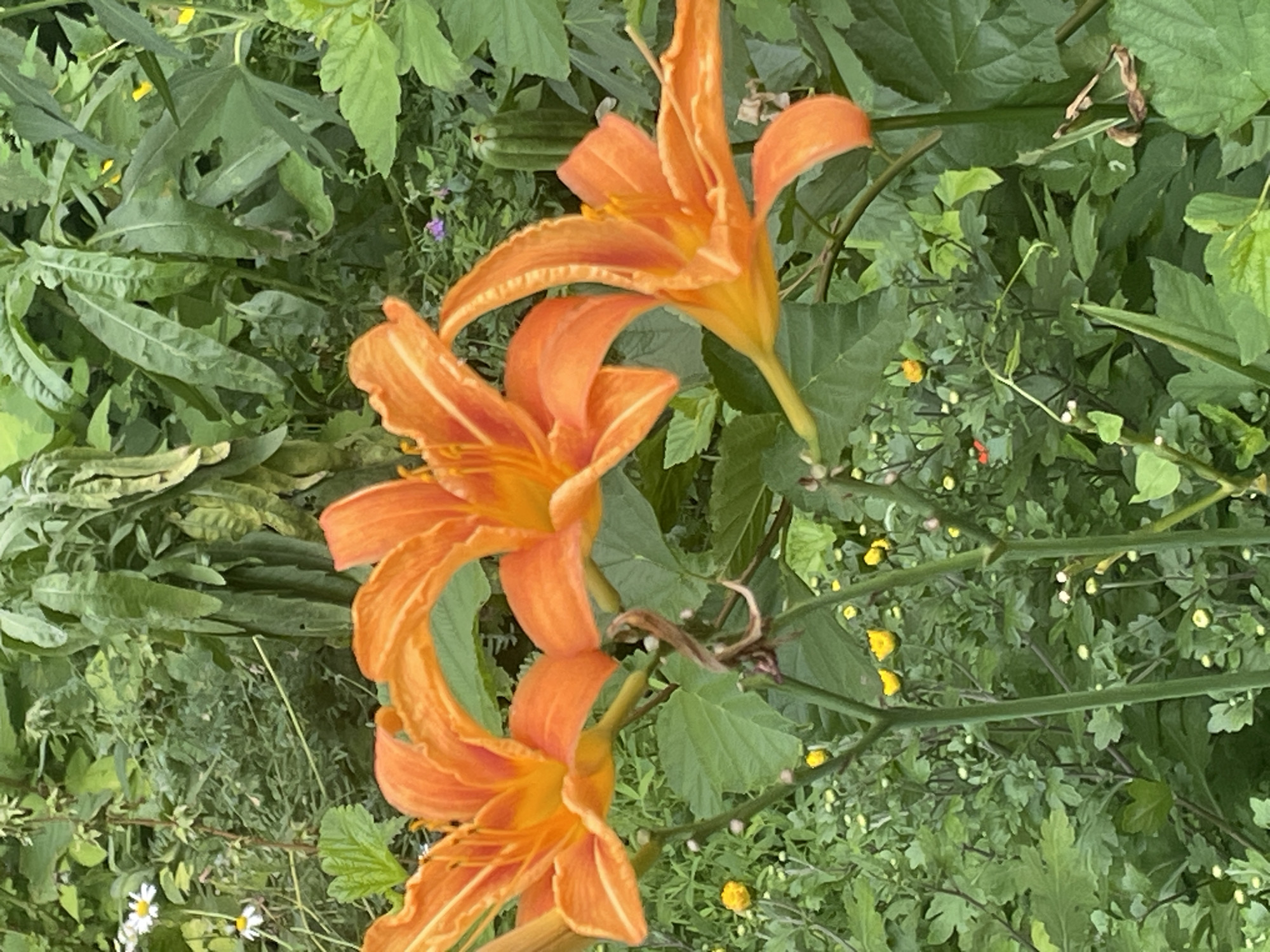Three bright orange lilies are in bloom, their petals unfurled against a backdrop of lush green foliage. Tiny yellow and white wildflowers dot the undergrowth, adding a touch of delicate contrast to the scene. A few unopened buds and some dried brown tendrils are also visible amongst the vibrant greenery. The image appears to be a close-up shot of a garden, capturing the natural beauty of the flowers and their surrounding plant life. There are no people or animals present in the image.