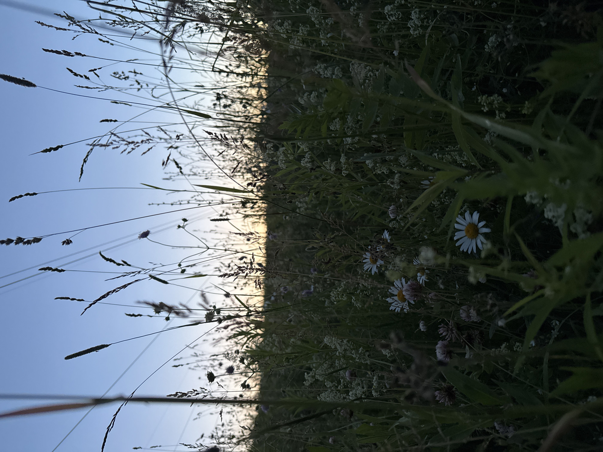 This is a vertical, low-angle, close-up photograph of a meadow at dusk. The scene is divided by a sharp diagonal line, with the left side showing a clear, pale blue sky, and the right side filled with a dense meadow of grasses and wildflowers. Thin, silhouetted blades of grass and seed heads are prominent in the foreground, creating a sense of depth against the sky. As the image moves to the right, the grass and flowers become more detailed and fill the frame.
Several white daisies with yellow centers are visible, along with smaller clusters of white flowers and some darker, purplish blooms. The lighting suggests that the sun is low on the horizon, casting a warm glow in the distance where the sky meets the meadow, transitioning to a darker, cooler tone as the meadow extends into the foreground. The overall mood is peaceful and serene, evoking a sense of nature at the close of day. The location is identified as Старое Михайловское, Russia. No text is visible in the image.