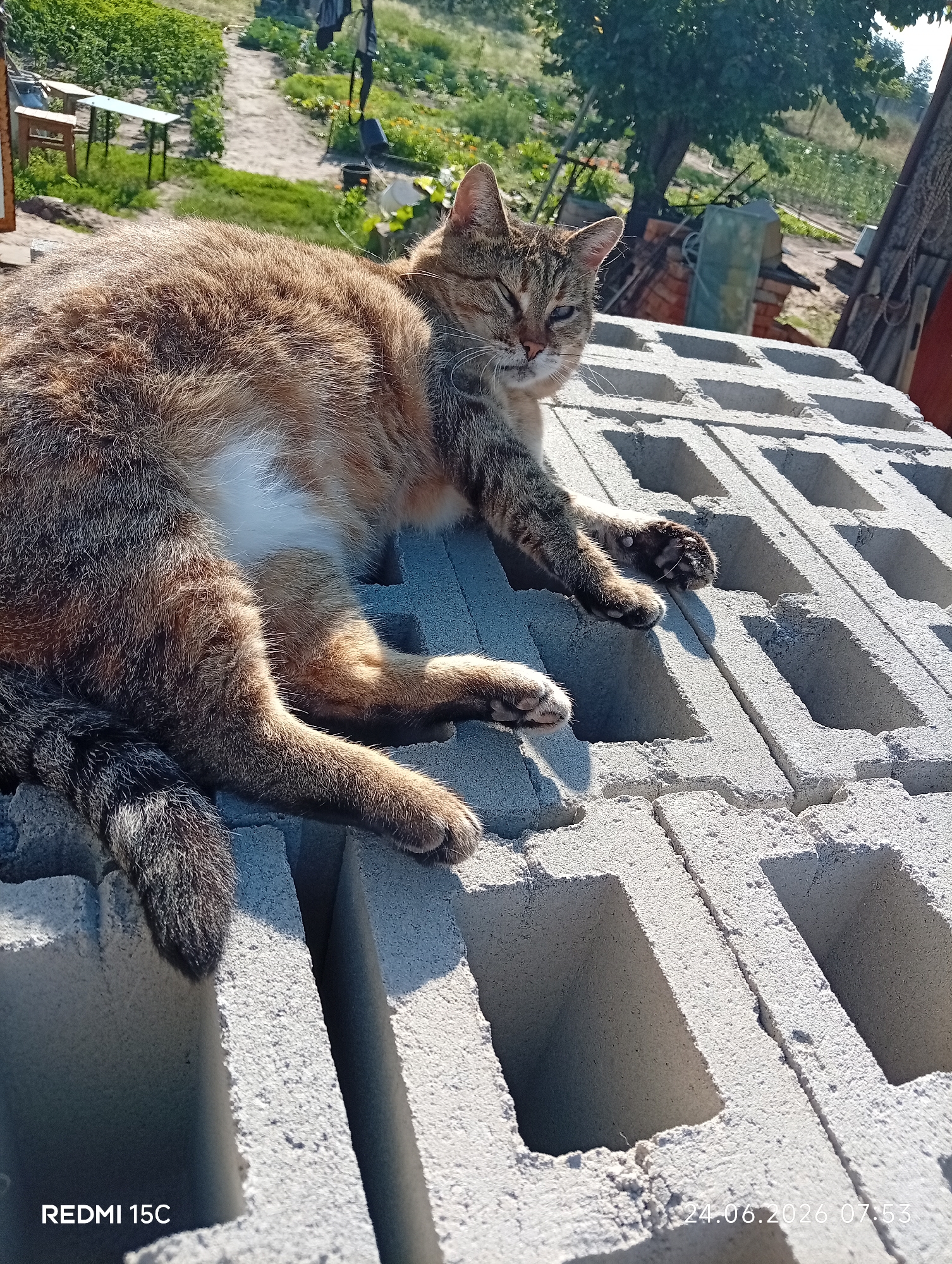 A tabby cat is lying on a stack of cinder blocks in an outdoor setting. The cat is facing the camera with its eyes partially closed, and its body is stretched out. The background shows a garden with greenery, a pathway, and some trees. There is also a hint of a wooden structure and possibly some laundry hanging in the distance. The lighting suggests it is daytime, with shadows cast by the blocks. The image is dated 24.06.2026.