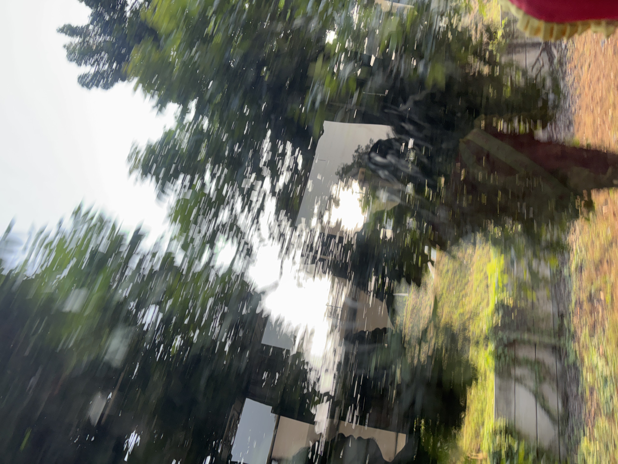 The image, captured from inside a vehicle, shows a blurred view of trees and sunlight passing through a window. The motion blur suggests the vehicle is in transit. Reflected in the window are the bright sun, silhouetted trees, and possibly parts of the vehicle's interior. Below the trees, a wall covered in ivy is visible, with a patch of grassy ground beyond it. The overall impression is that of a sunny day with lush greenery.