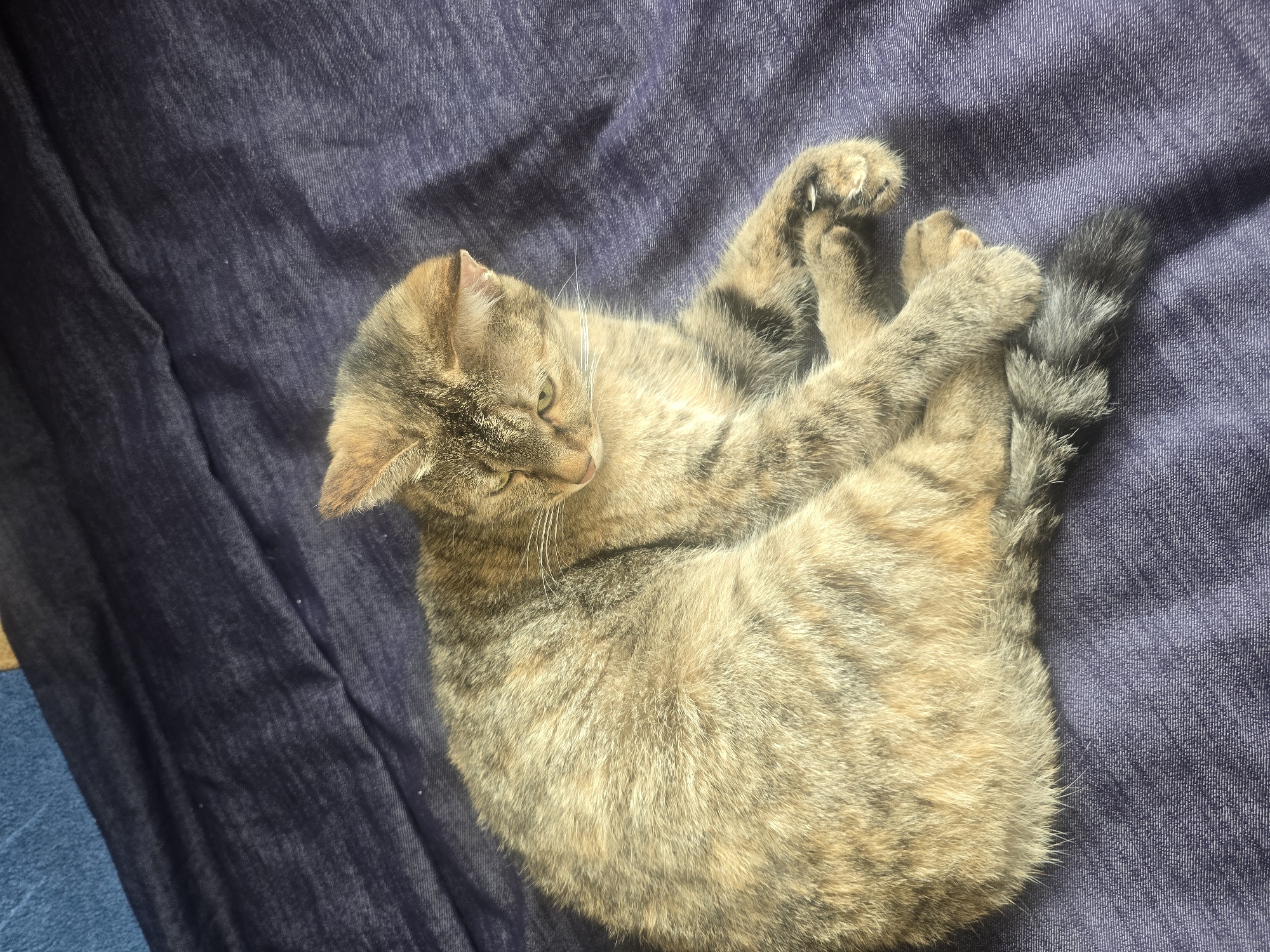 A tabby cat is curled up on a dark blue textured surface, likely a bed or couch. The cat's fur is a mix of brown, black, and tan, with distinct stripes on its legs and tail. Its eyes are partially closed, and its ears are slightly turned. The cat's paws are crossed in front of its body. The lighting suggests it is daytime. The location in the city of Ulan-Ude, Russia, is not discernible from the image itself.
