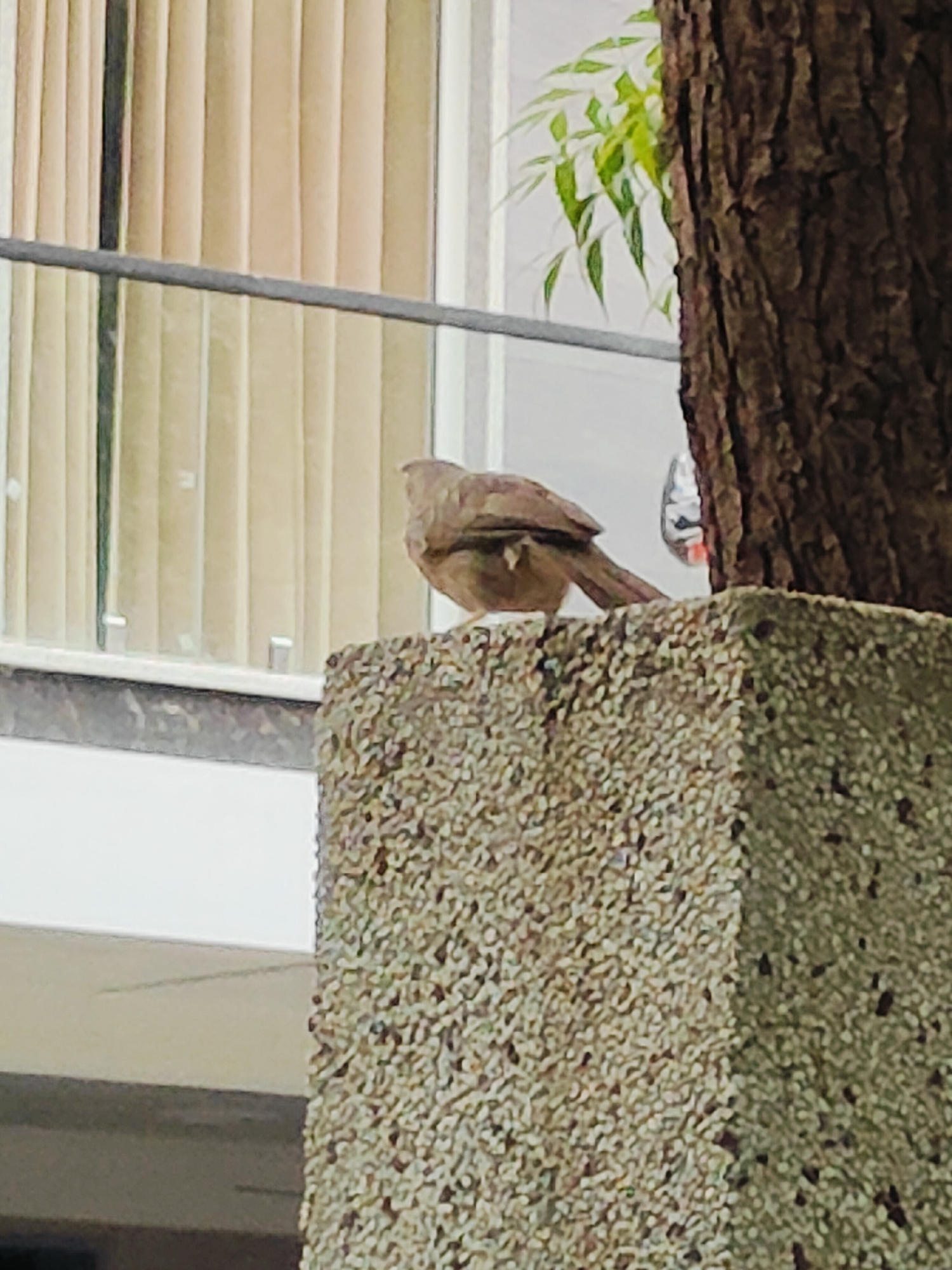 The image captures a bird perched on a textured concrete pillar in Gurgaon, India. The bird, appearing to be a common Indian Babbler, is facing away from the camera, its plumage a muted brown. Behind the bird, vertical cream-colored blinds are visible through a window or opening. A dark tree trunk with rough bark is situated to the right of the pillar. A metal railing runs horizontally in the middle ground, separating the pillar and bird from the background. Green foliage is visible in the upper right corner, partially obscuring some part of the background. The overall scene suggests an outdoor urban setting.