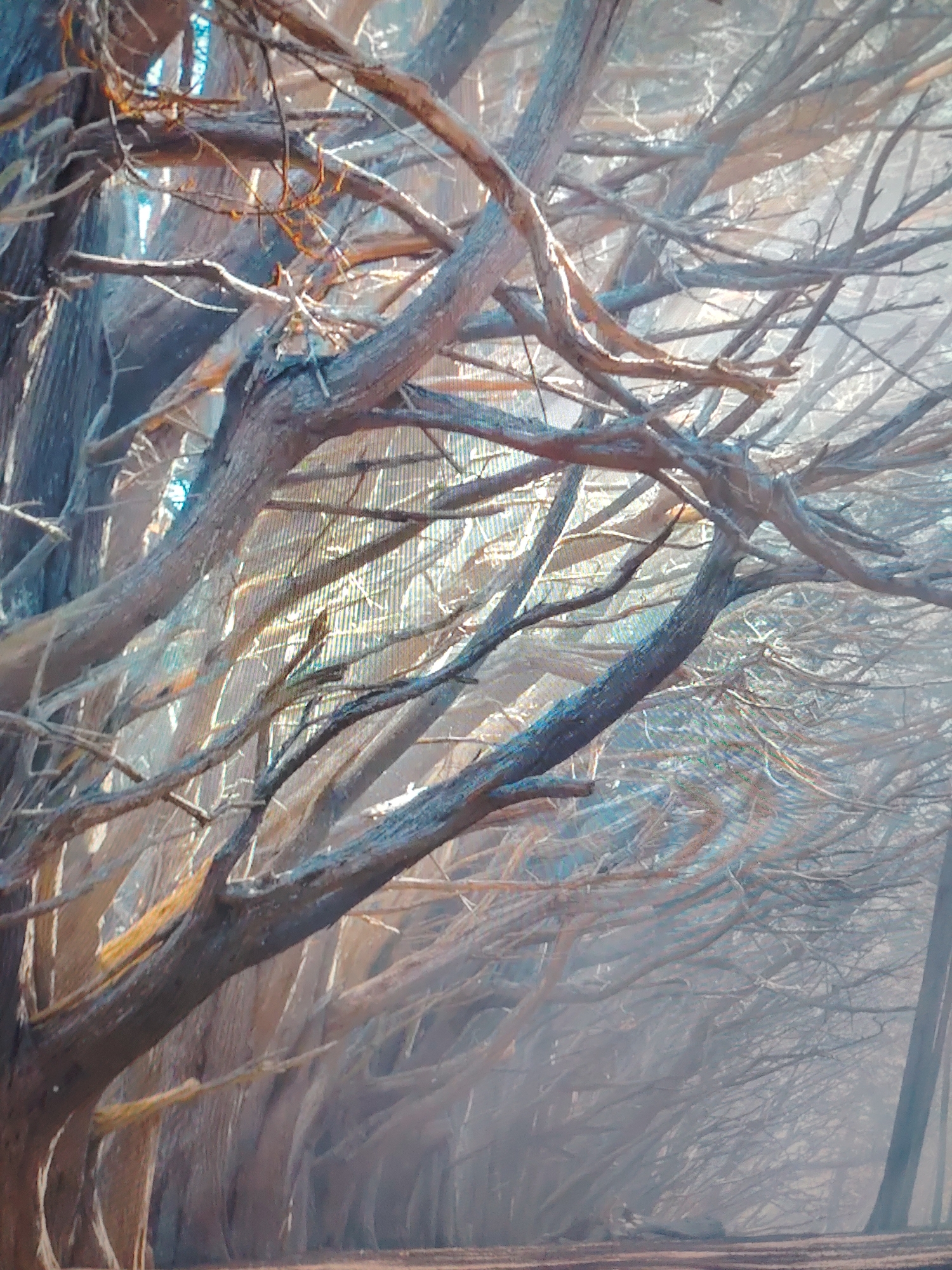 The image depicts a path flanked by densely packed trees with gnarled, bare branches. The location is in a city of Unknown, Unknown. Light filters through the branches, creating a hazy, ethereal effect. The trees are aligned closely, their trunks forming a narrow tunnel-like path. The ground is visible as a reddish-brown strip beneath the trees. The scene is devoid of people or other subjects.