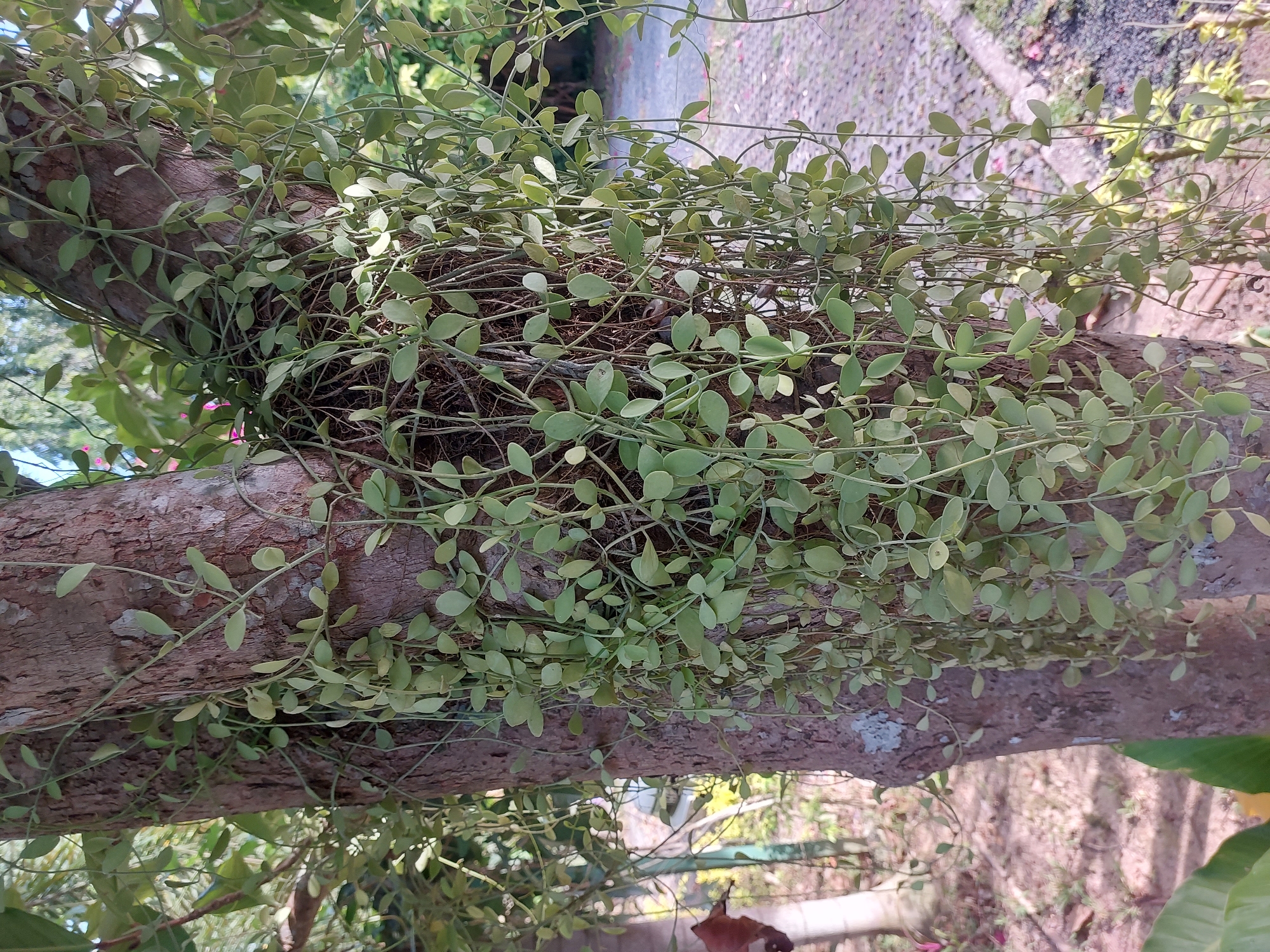 A hanging vine with small, oval, light green leaves cascades down the trunk of a large tree. The vine's thin stems are visible, intertwining with each other and the rough bark of the tree. The tree trunk itself is textured and appears to be a mature specimen. In the background, the scene is blurred but suggests an outdoor environment with dappled sunlight. To the right, a paved area with a textured surface, possibly a walkway or courtyard, is visible. Hints of green foliage and other plants are present in the surrounding area, indicating a garden or park setting. The location is identified as Baan Mae Nam, Thailand. There are no people or animals in the image.