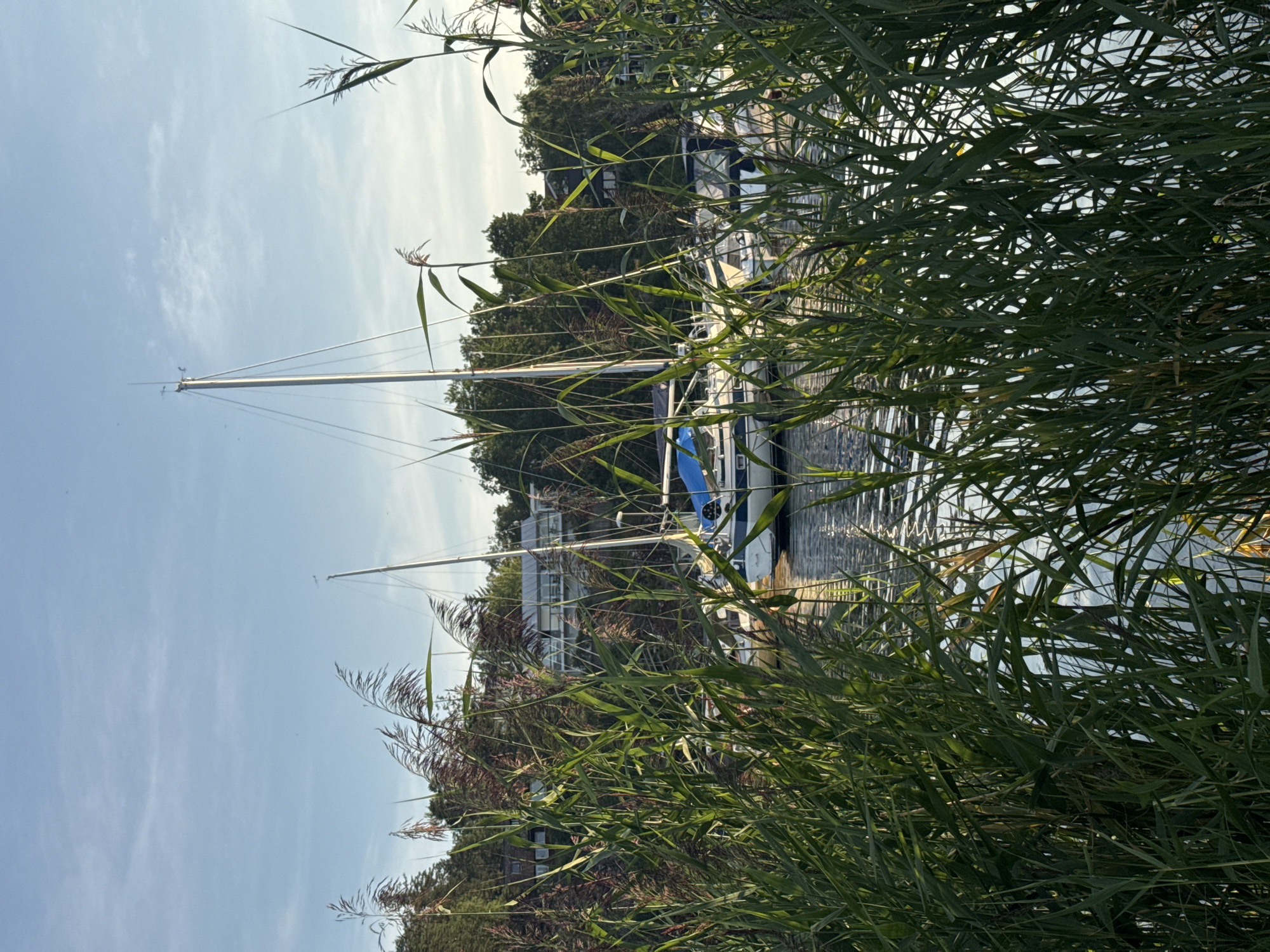 The image depicts a serene waterscape, likely a harbor or marina, in Åkersberga, Sweden. The foreground is dominated by tall, green reeds, their feathery tops swaying gently and obscuring the lower portions of the scene. Beyond the reeds, several sailboats are moored. The sailboats are white with blue accents, and their masts rise tall against a pale blue sky with wispy clouds. In the background, lush green trees line the shore, and behind them, hints of residential buildings with modern architecture are visible, featuring large windows and balconies. The water's surface is calm, reflecting the sky and the surrounding greenery with shimmering patterns. The lighting suggests it is late afternoon or early evening, casting a warm glow over the scene. There are no people visible in the image.