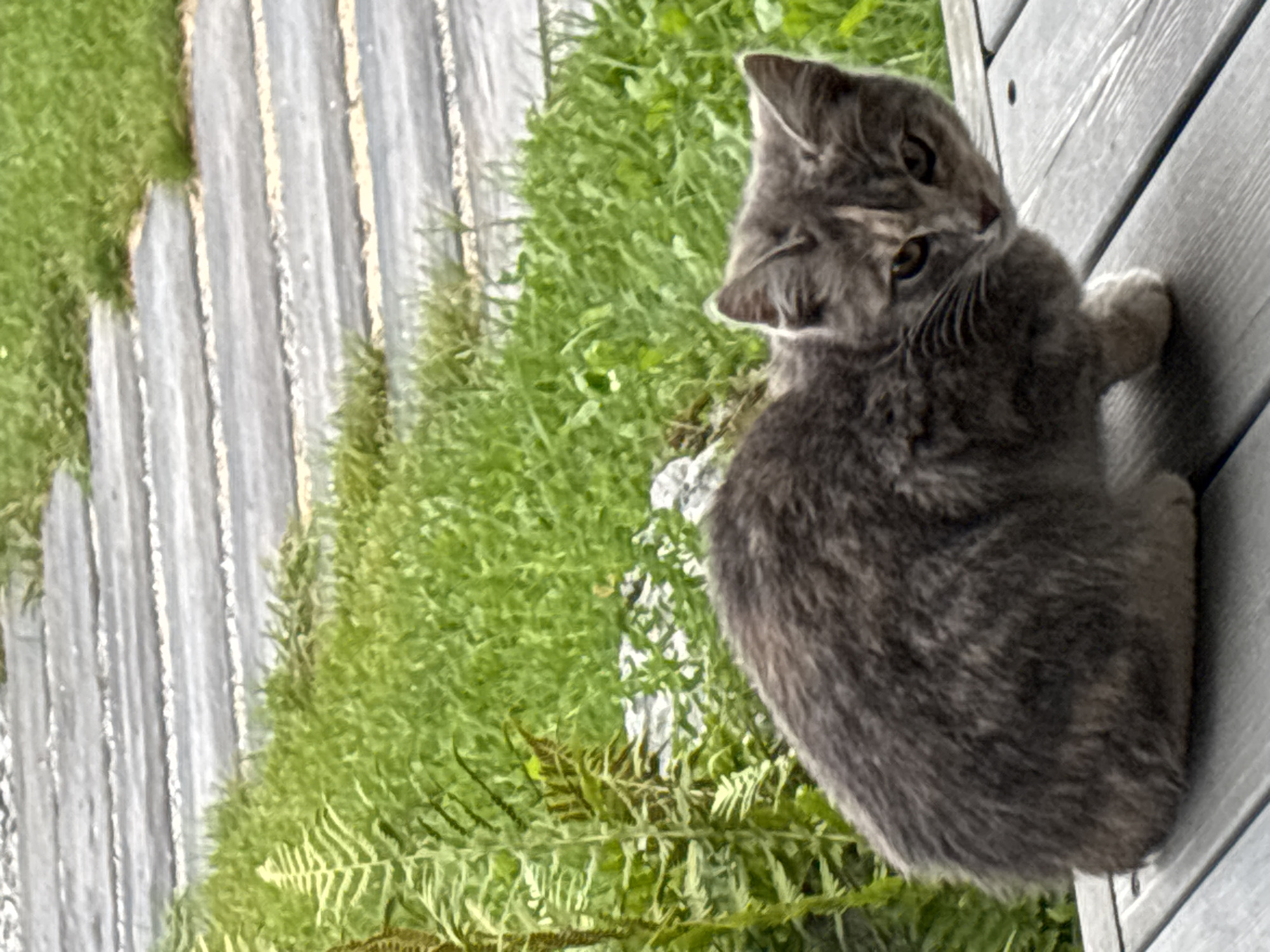 A grey tabby cat with light brown markings on its face is sitting on a wooden deck outdoors. The deck is made of grey planks with visible wood grain. Behind the cat, there is lush green grass and a pathway made of light-colored, textured stones or wood set into the ground. To the left of the cat, there is a fern plant with feathery green fronds. The background shows more grass and the continuation of the stone pathway. The lighting suggests it is daytime, possibly overcast, with soft shadows. The scene appears to be in a natural outdoor setting, potentially a garden or park area. The location is Zvenigorod, Russia.