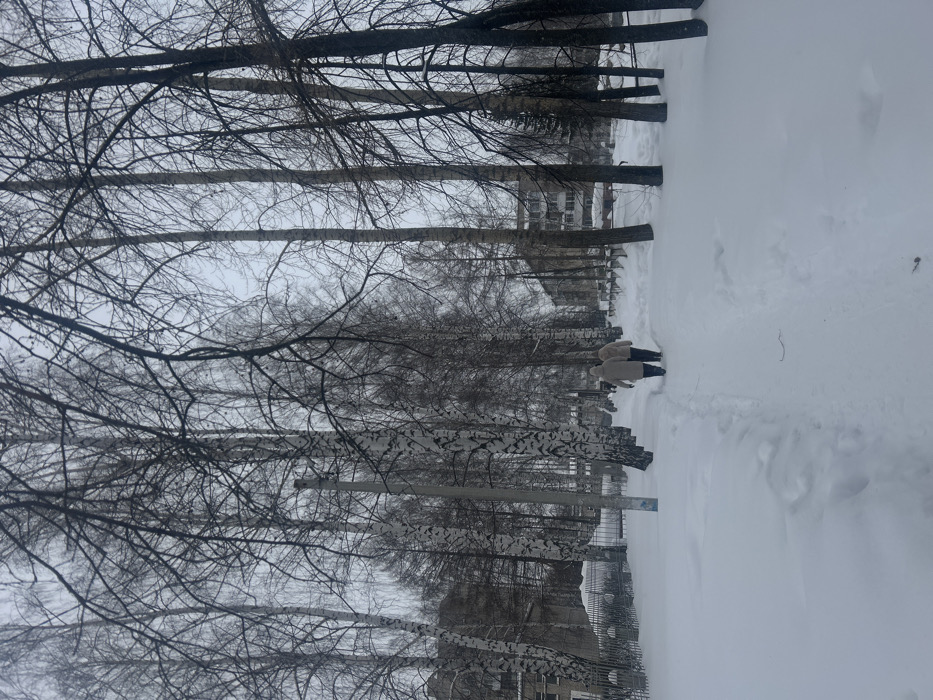 The image captures a snow-covered urban environment in Chaikovsky, Russia, under an overcast sky. A narrow, trodden path, marked by footprints, extends into the distance through deep snow. Two individuals, observed from behind, walk side-by-side on this path; one wears a light-colored winter coat, and the other a slightly darker coat. The path is lined on both sides by numerous bare trees, predominantly birch trees with characteristic white and black bark, interspersed with darker deciduous trees. A tall, grey utility pole with a blue marking at its base stands to the left of the path, amidst the birch trees. On the left, beyond a low metal fence, a multi-story building with visible windows is partially seen. Another multi-story building is visible in the background on the right, through the trees. The ground is uniformly covered in snow.