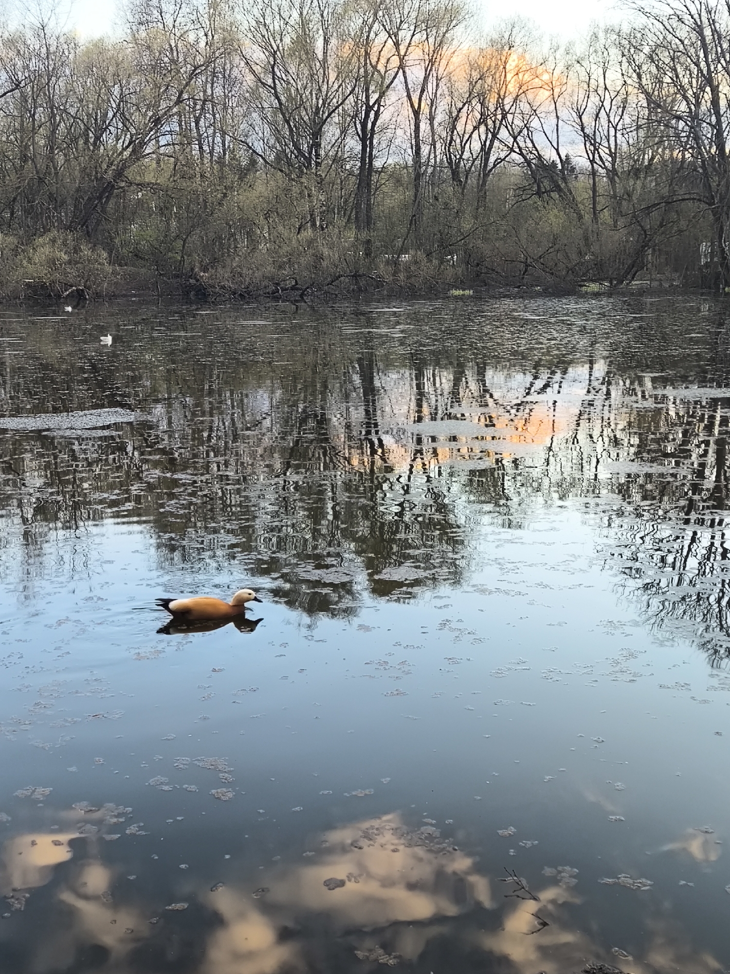 This media file captures a tranquil natural scene, likely in Moscow, Russia, during late winter or early spring. The primary subject is a ruddy shelduck, with its distinctive orange-brown body and light head, swimming gracefully across calm water in the lower-middle of the frame. Its reflection is clearly visible beneath it. In the background of the water, two smaller white birds are also seen floating.
The water's surface is dotted with small patches of organic matter or debris. It also acts as a reflective surface, mirroring the intricate, bare branches of numerous deciduous trees that line the far bank. Through the sparse branches and in their reflections on the water, hints of a soft, warm, orange-pink light are visible, suggesting either a sunrise or sunset. The sky beyond the trees is a pale, clear blue. The overall impression is one of peaceful solitude in a natural setting. No visible text is present in the image.