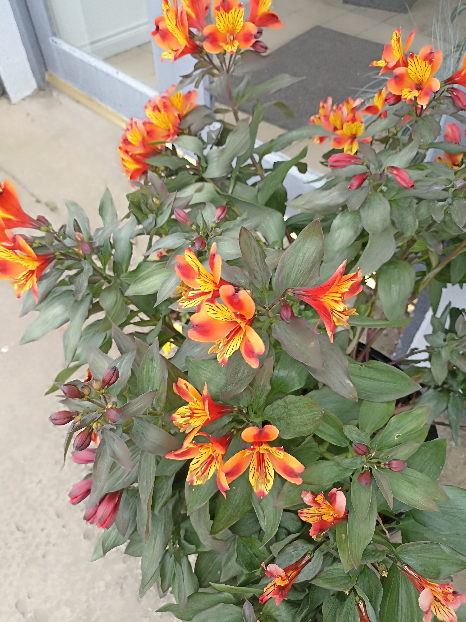 An extreme close-up shot focuses on a vibrant cluster of Peruvian lilies in bloom, set against a neutral background. The flowers are a striking mix of fiery orange and yellow, with delicate black stripes accentuating their petals. Many of the blooms are fully open, revealing their intricate patterns, while others are tightly closed buds, hinting at future bursts of color. Lush, dark green foliage provides a dense backdrop for the blossoms, with some leaves exhibiting a reddish undertone. The arrangement is potted, with hints of a planter visible at the lower right. The surrounding environment suggests an outdoor setting in a commercial or residential area, with a sliver of a gray doorway or building facade visible in the upper left corner. The ground beneath appears to be paved with a light-colored concrete or stone. The overall impression is one of natural beauty thriving in an urban landscape.