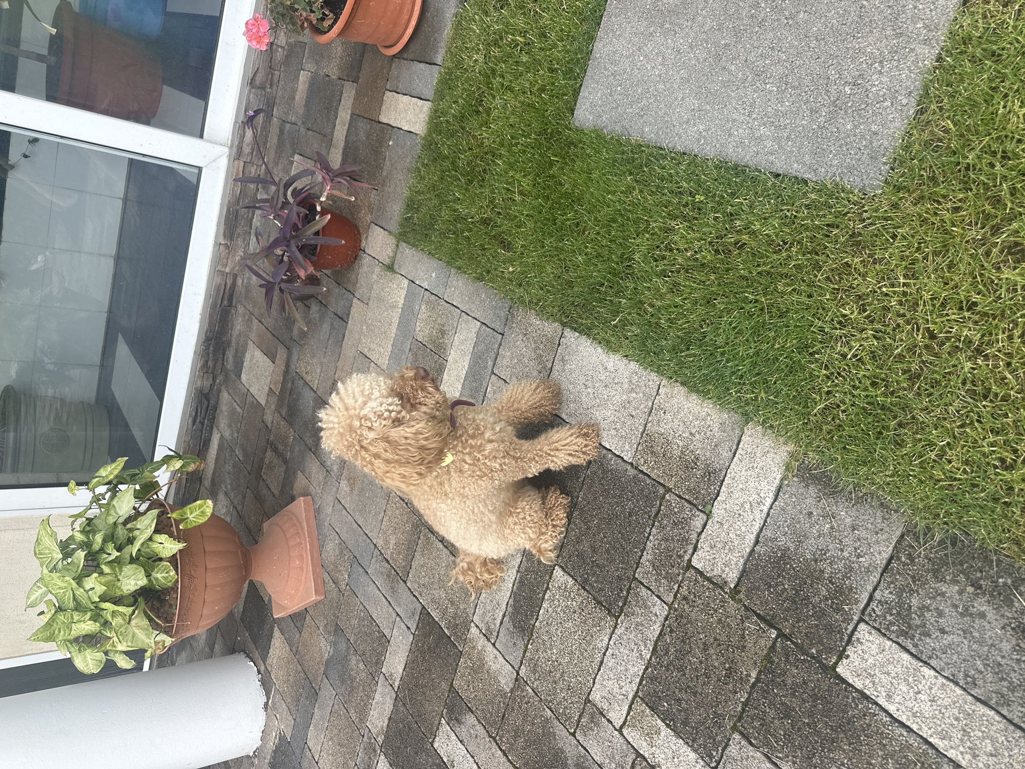 A medium shot captures a light brown poodle sitting on a paved patio, facing right. The poodle is wearing a purple collar with a small yellow tag. The patio is made of rectangular pavers of varying shades of gray and beige. To the left of the dog, a large, ornate, terra cotta planter holds a lush green plant with variegated leaves. To the right of the dog, a patch of vibrant green grass is visible, bordered by gray stone slabs. In the background, the edge of a building with large windows and a white pillar is present. A few potted plants, including one with deep purple leaves and another with a pink flower, are also visible near the building. The overall scene appears to be an outdoor patio area, possibly a backyard or garden. The location is identified as Armavir, Russia.