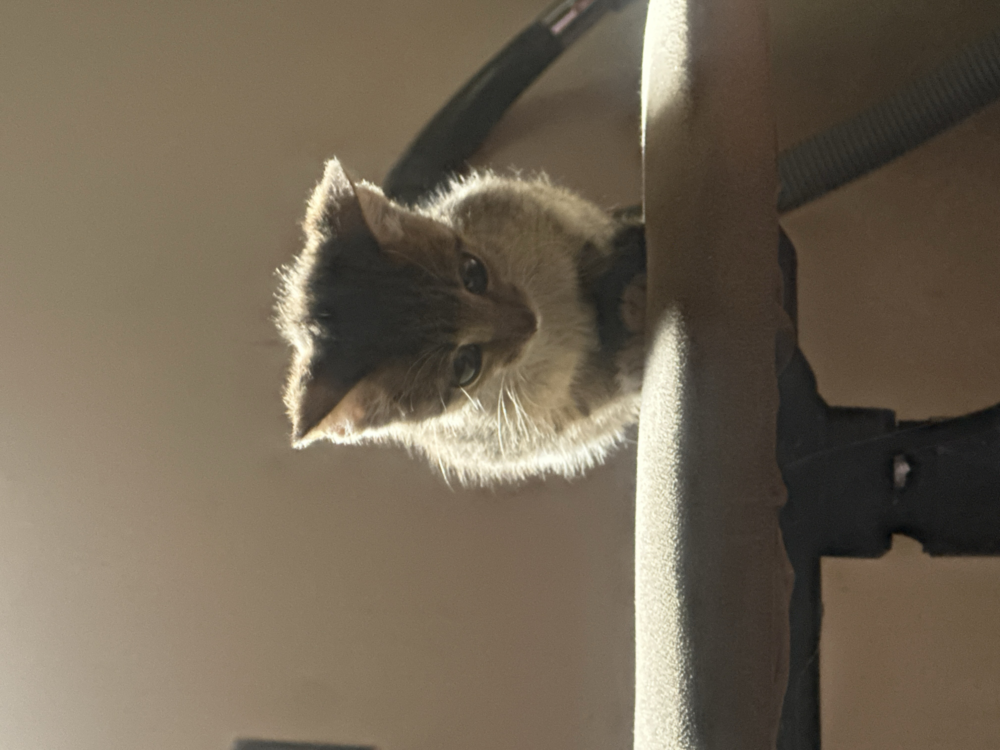 A tabby kitten sits on the edge of a dark fabric-covered surface, possibly a chair or a piece of furniture. The kitten is facing downwards, with its head slightly tilted. Its fur is a mix of grey and brown, with lighter fur around its face and chest. The kitten's eyes are dark and appear to be open. The background is a plain, light brown wall, with a harsh light source illuminating the kitten from the left, creating a strong shadow and highlighting the texture of its fur. The scene appears to be indoors, with no visible elements that would indicate a specific location within Jos, Nigeria. The overall impression is one of a simple, candid shot of a young animal in a domestic setting.