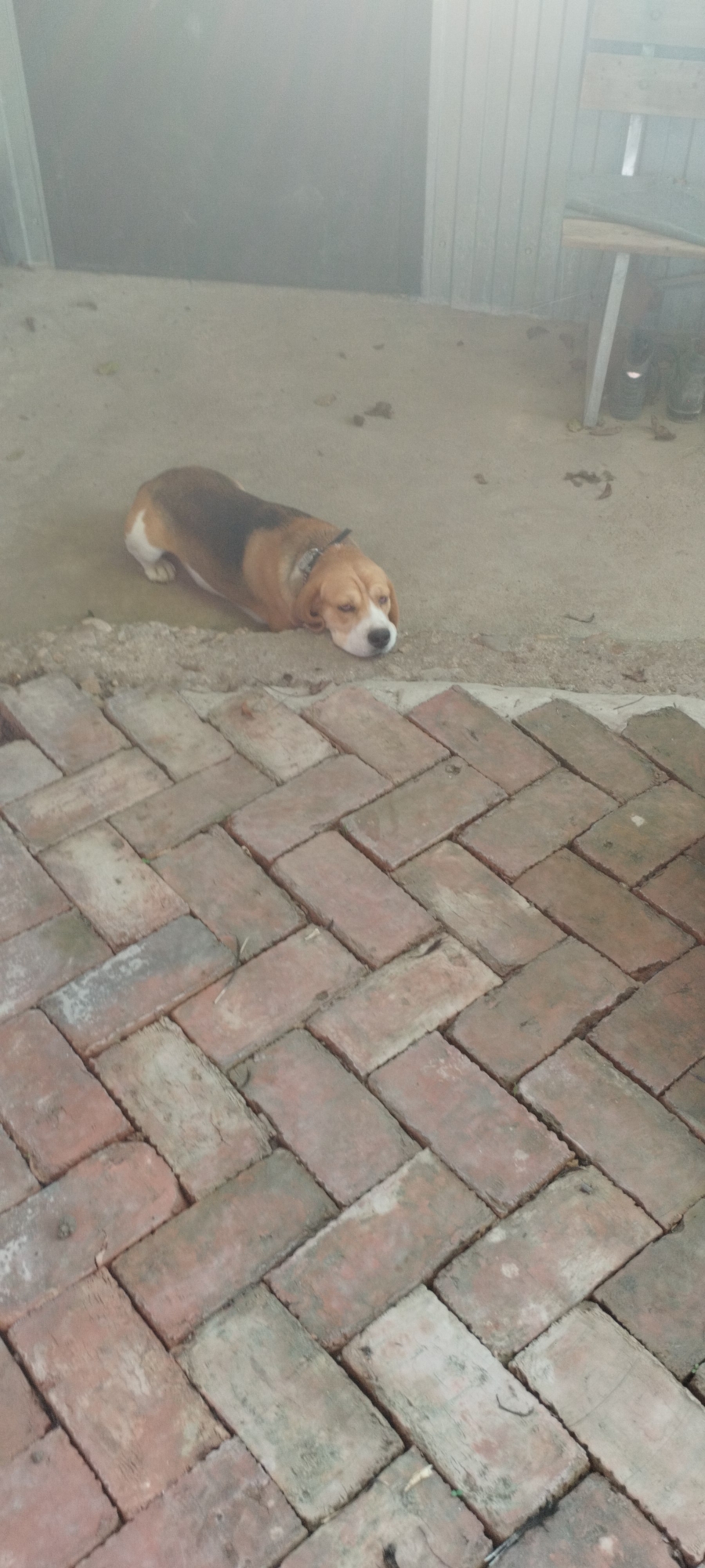 A tan, black, and white beagle dog is lying down on a dirt surface, with its head resting on the ground. The dog is positioned near a paved area made of red bricks laid in a herringbone pattern. In the background, a metal wall is visible, and to the right, a wooden bench and some boots can be seen. The overall scene suggests an outdoor, possibly rural or industrial, setting in Yaroslavskaya, Russia. The lighting is subdued, and there appears to be some haze or dust in the air.