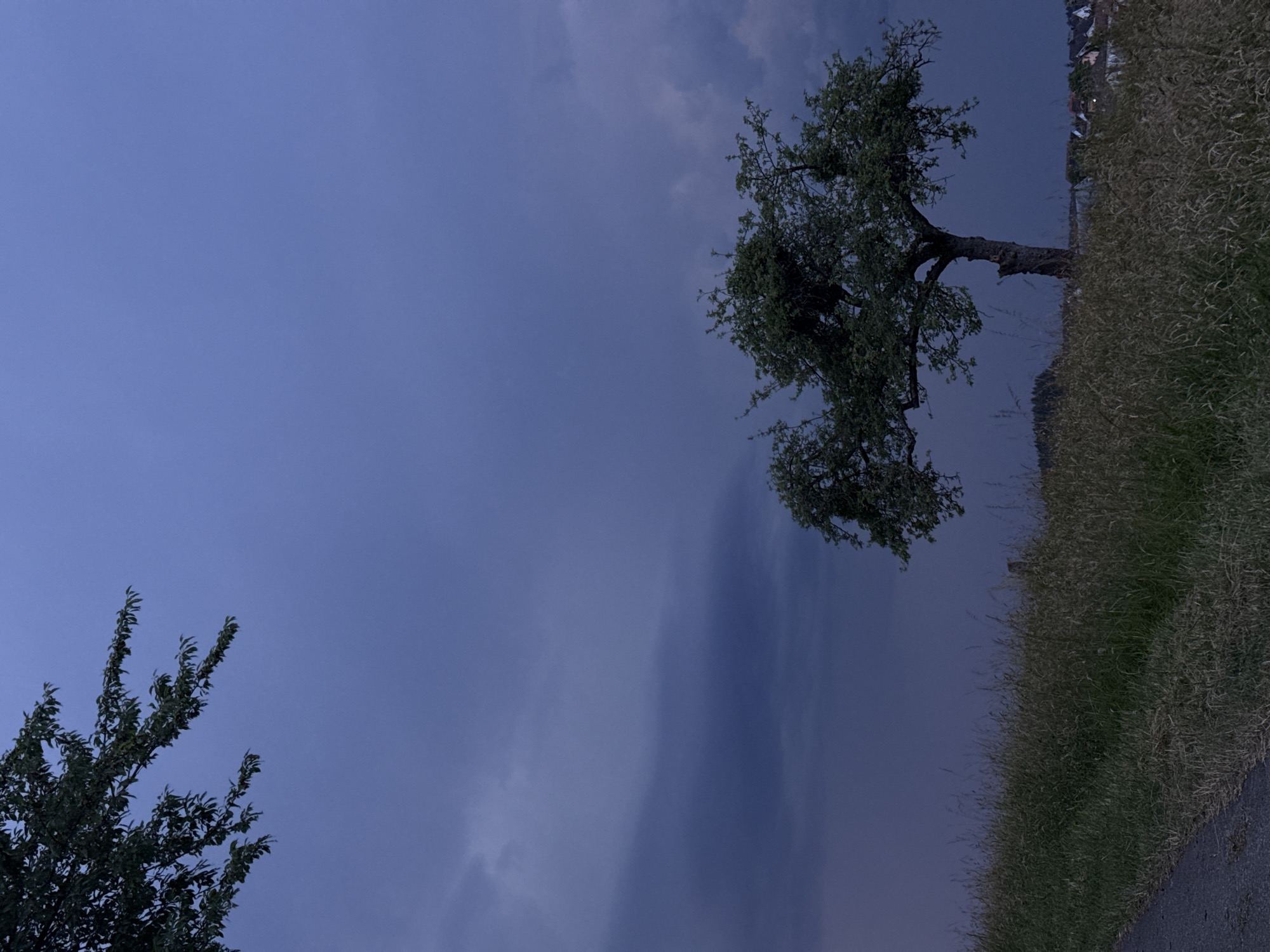 A lone tree stands in a field of tall grass under a dark, cloudy sky. In the distance, a cluster of houses can be seen. The foreground shows a paved path running along the edge of the field. The image appears to have been taken at dusk, as indicated by the dim lighting and the deep blue hue of the sky. The overall scene evokes a sense of solitude and tranquility.