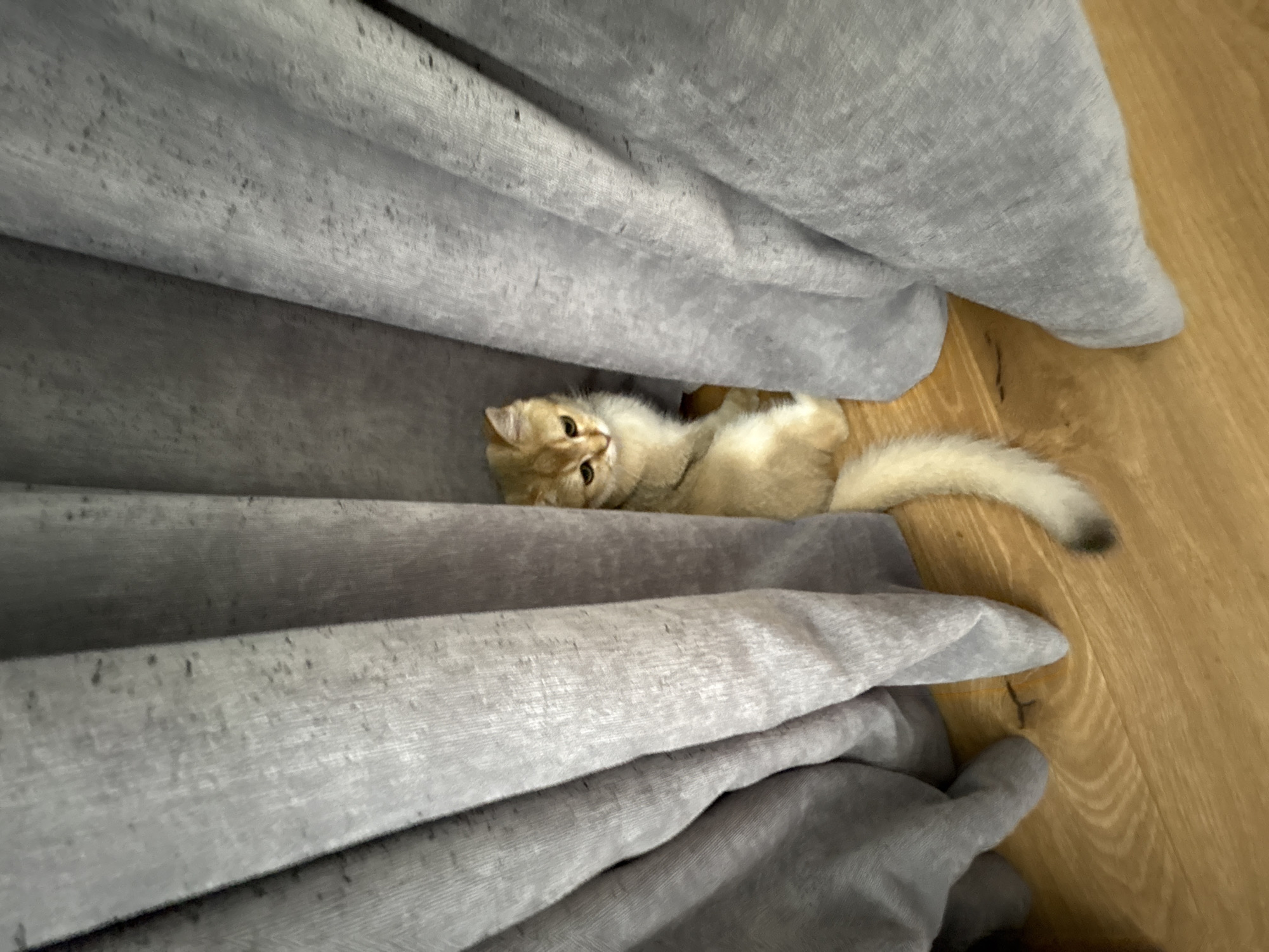 A young, golden-colored cat with a fluffy tail is peeking out from behind grey curtains in an indoor setting, likely a home. The cat is sitting on a wooden floor, and its body is partially obscured by the folds of the curtains. The lighting suggests an indoor environment with natural light coming from an unspecified source. There is no indication of the city of Bönnigheim, Germany, or any other specific location in the image.