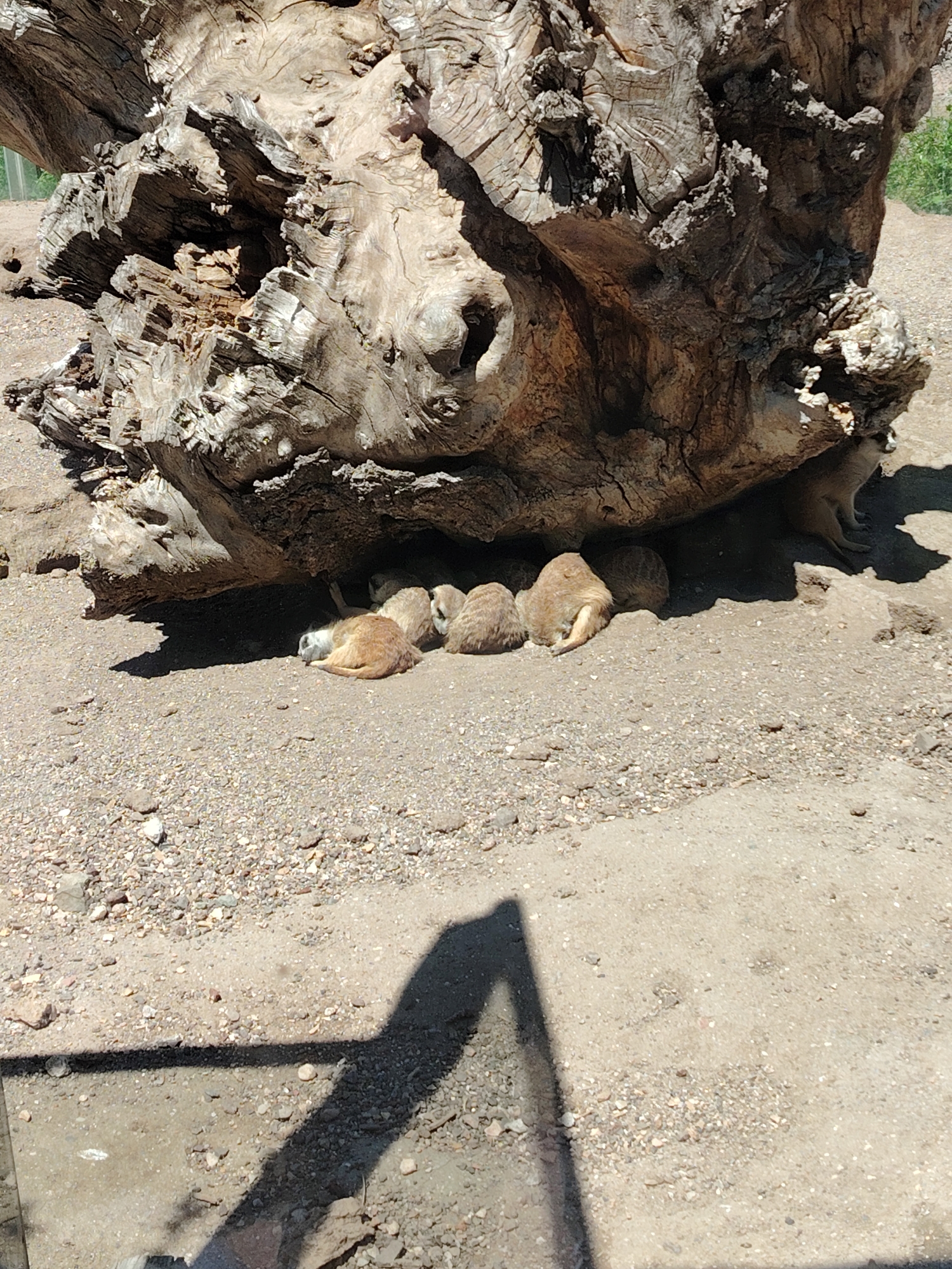 A group of light brown, furry animals, resembling meerkats or prairie dogs, are resting in the shade beneath a large, weathered tree trunk. There are at least five animals visible, huddled together on the sandy, gravelly ground. One animal in the foreground is lying on its side with its head down, appearing to be asleep or deeply relaxed. Others are nestled close to the tree trunk, seeking shelter from the direct sunlight.
The tree trunk itself is massive and gnarled, showing deep grooves and textures from age and exposure. Parts of it appear hollowed out, creating a natural alcove where the animals are gathered. The ground is dry and composed of light-colored sand mixed with small pebbles.
The lighting suggests it is daytime, with bright sunshine casting distinct, sharp shadows across the ground. These shadows indicate a clear, sunny day, likely quite warm, prompting the animals to seek relief in the shade. The setting appears to be an outdoor habitat, possibly within a zoo or wildlife park, designed to simulate an arid environment. There is no visible text in the image. The overall scene conveys a sense of calm and rest for the animals under the protective cover of the tree.