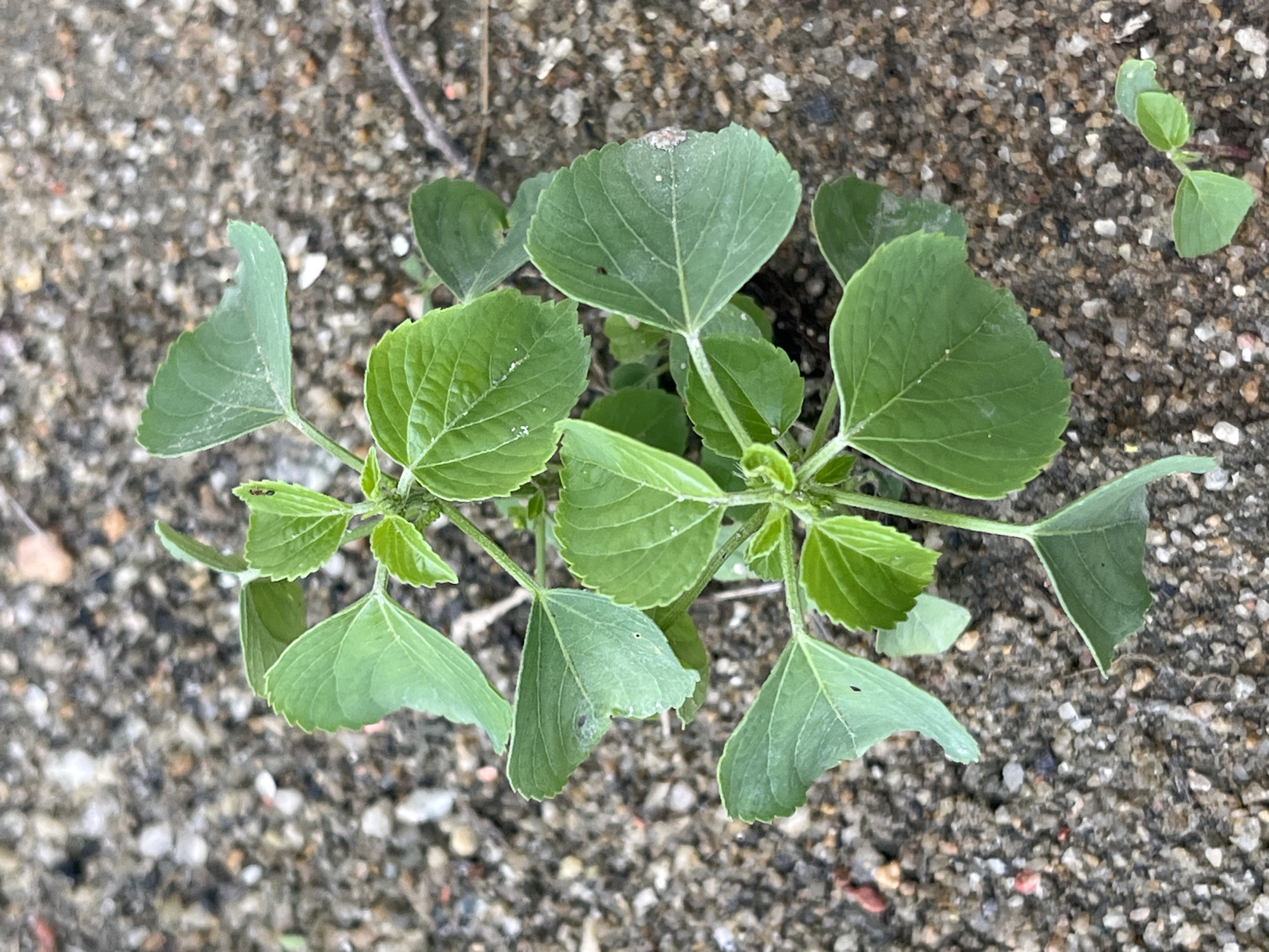 A small green seedling with heart-shaped leaves sprouts from a patch of gravelly soil. The seedling is the main subject, with its vibrant green foliage contrasting against the muted tones of the surrounding earth. Some of the leaves have small dark spots or damage. In the lower right corner, a smaller seedling is visible. The environment appears to be an outdoor setting, possibly a roadside or construction area, characterized by loose gravel and sand. The lighting suggests it is daytime. The scene is devoid of any human presence or activity.