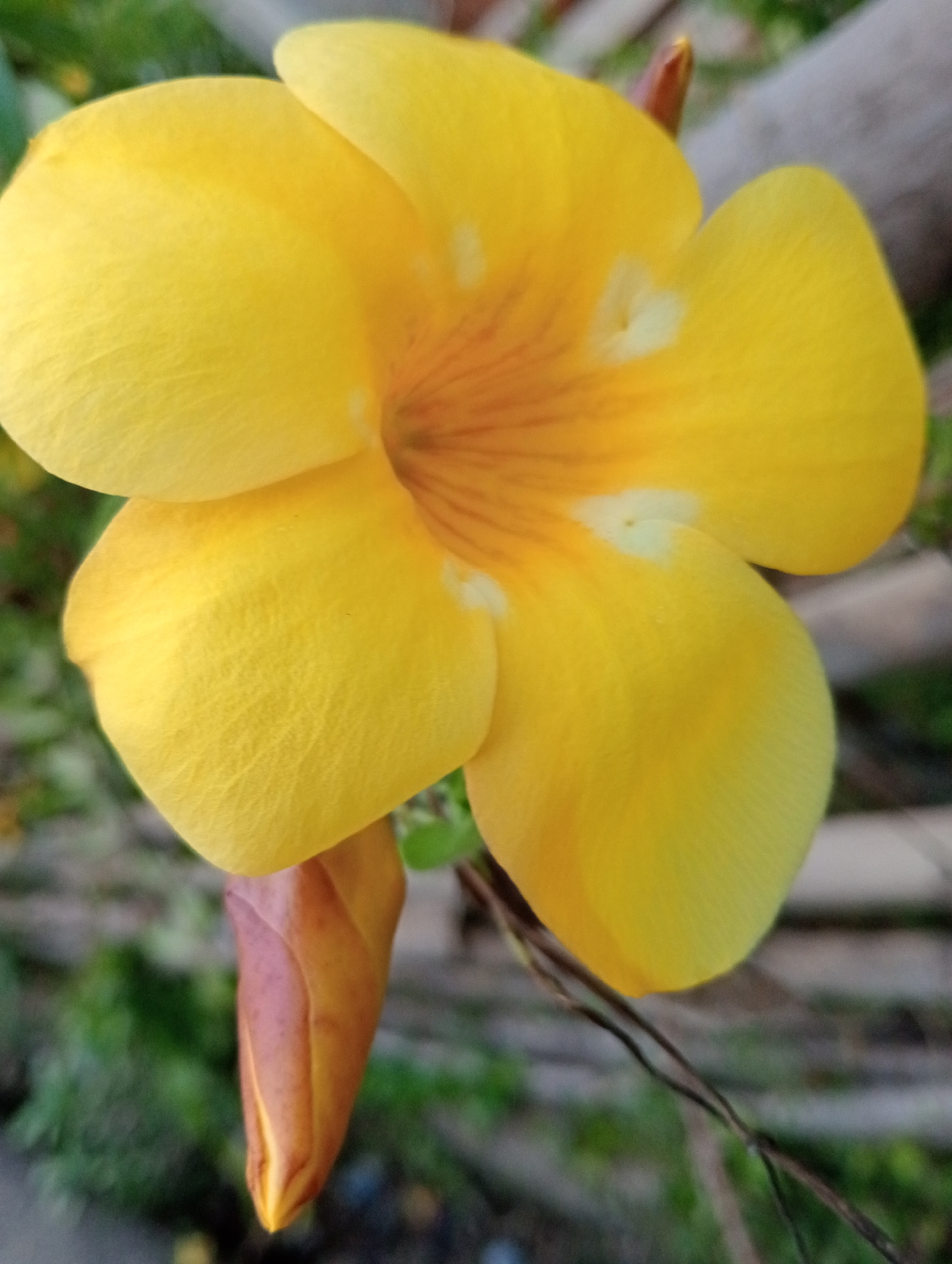 A close-up, eye-level shot captures a vibrant yellow flower with delicate orange veining radiating from its center. The flower has five prominent petals, with some showing subtle white speckles. To the lower left, a single, unbloomed bud with pinkish-brown hues is visible. The background is softly blurred, showing hints of green foliage and a textured, greyish-brown object that appears to be a branch or part of a structure. The lighting is diffused, highlighting the texture and color of the flower. This scene is located in Baratpayaitek, Indonesia.