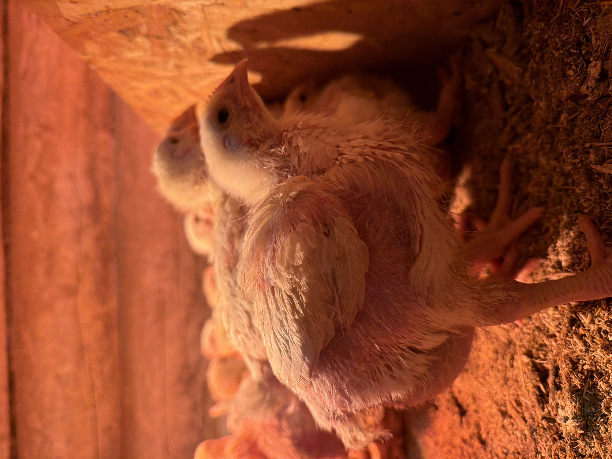 The image shows a cluster of young chicks huddled together in a wooden enclosure with some loose straw or wood shavings on the ground. The chicks have pale, downy feathers and appear to be very young. One chick is looking upwards. The environment appears to be warm and dimly lit, possibly under a heat lamp, and the image's focus appears to be on the chicks themselves, not on a specific location in Бронница, Russia, or any other city.