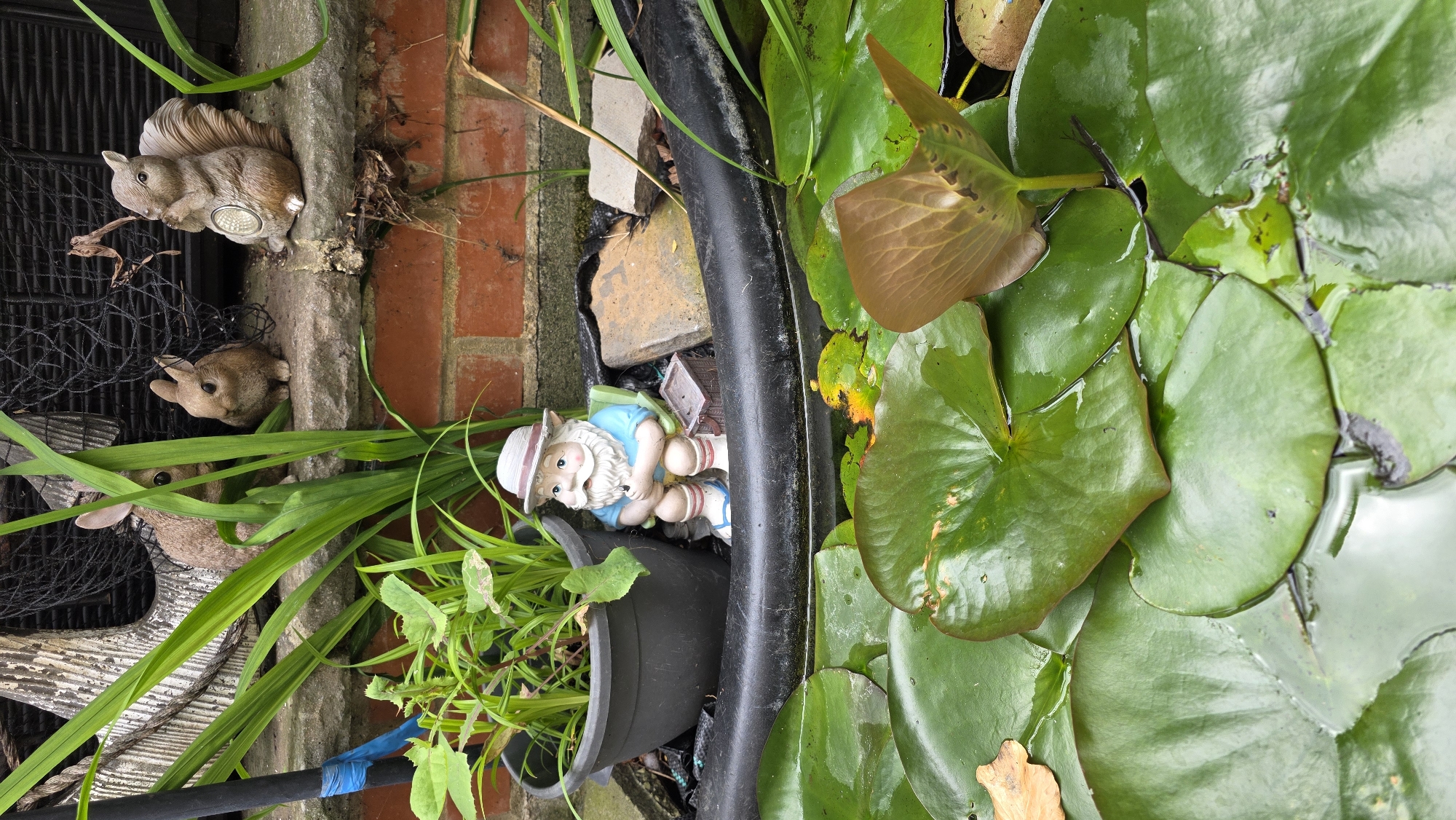 The image shows a garden pond with lily pads in the foreground. In the middle ground, a black pond liner is visible, holding a potted plant and a gnome figurine sitting on a green chair. Behind the pond, a brick wall forms the background, with a stone ledge above it. On the ledge, there are two rabbit figurines and a squirrel figurine. Green foliage is present throughout the scene, growing from the pond and behind the wall. The scene appears to be an outdoor garden setting, likely a residential backyard.