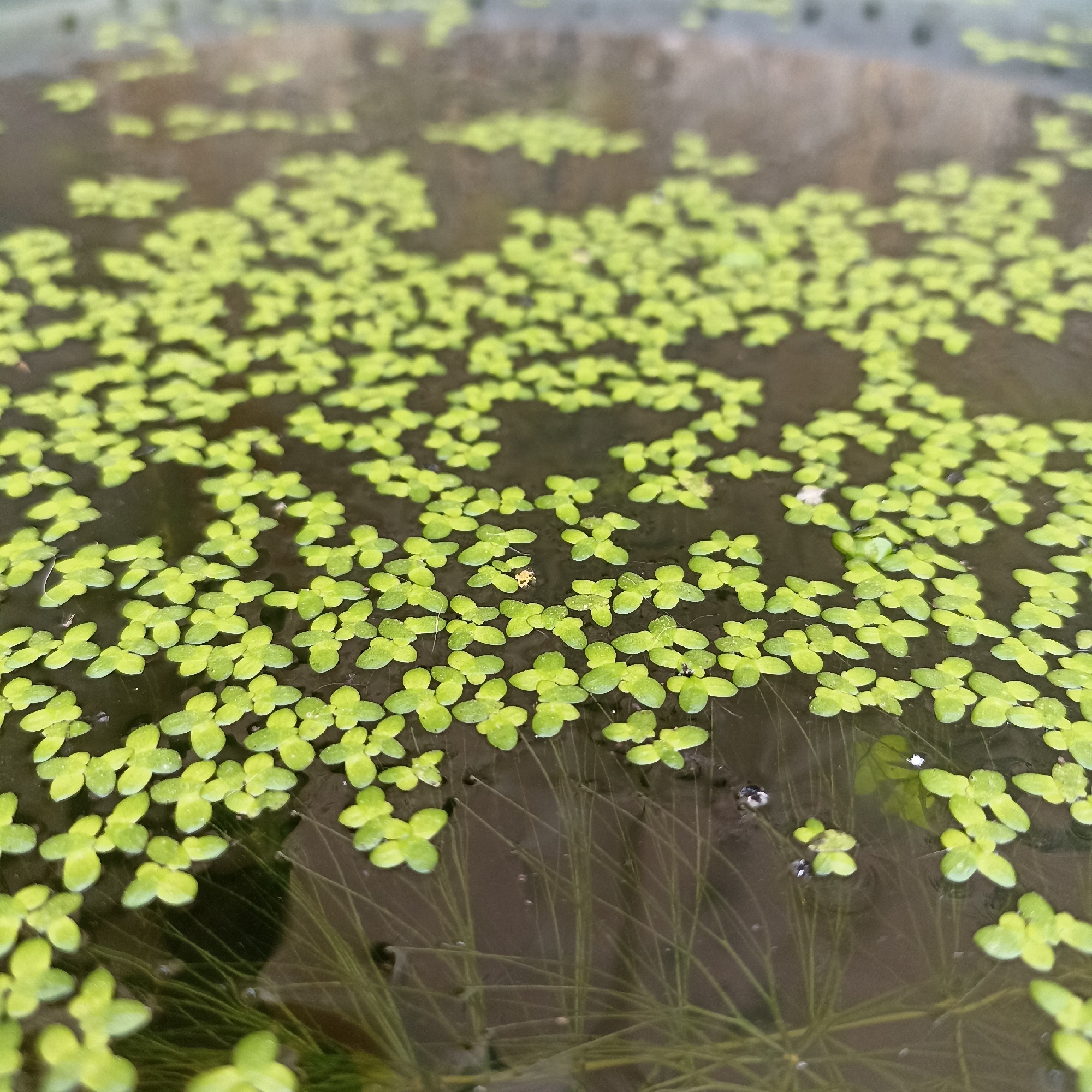 A high-angle, close-up shot captures a dense covering of small, bright green duckweed floating on the surface of dark, still water. The duckweed forms a textured carpet across most of the frame, with individual fronds clearly visible, some appearing clumped together. Beneath the duckweed, long, thin green plant stems or roots are partially submerged and visible in the murky water, creating a layered effect. The water's surface reflects the overhead light, creating subtle highlights and a sense of depth. There are no people or animals visible in this image. The scene is static and appears to be a close-up view of a natural or contained aquatic environment, potentially a pond or a water feature. Given the location of Magelang, Indonesia, this could be a duckweed-covered pond in a garden, park, or agricultural setting.