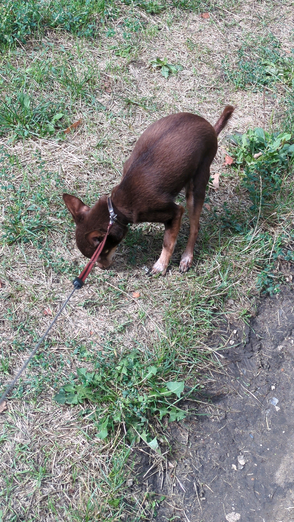 A small, short-haired brown dog is on a leash in a grassy area. The dog has large ears and is looking down at the ground, sniffing. The leash is red and silver and is attached to a collar with spikes. The grass is green and dry in some areas, with patches of dirt and scattered leaves. The scene appears to be outdoors, likely in a park or backyard.