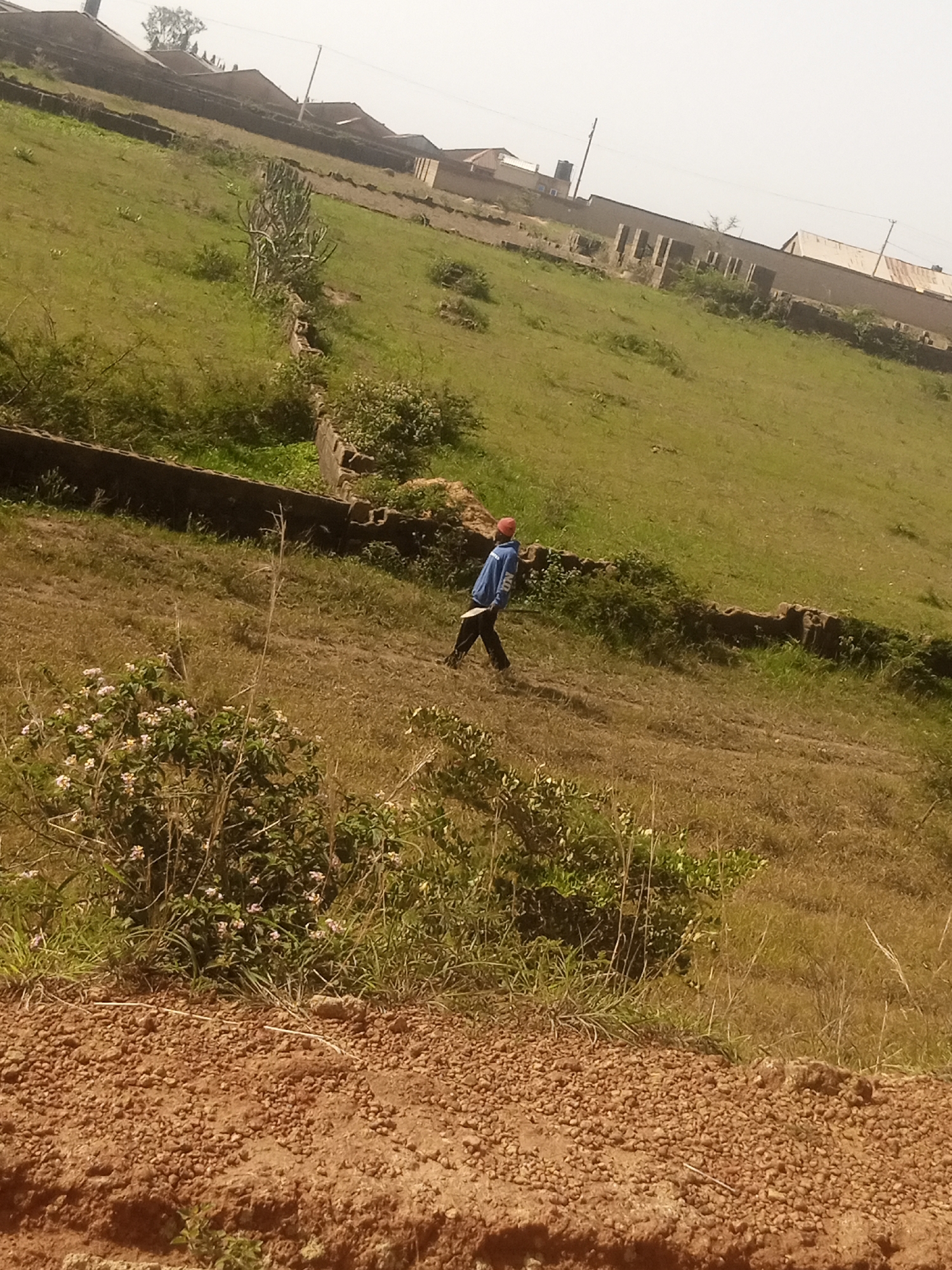 A lone individual walks across a grassy, sloping terrain in Kwang, Nigeria. The person is wearing a blue jacket with writing on the sleeve and a red cap. They are carrying a light-colored object, possibly a stick or a tool, in their right hand. The landscape is characterized by dry, patchy grass and scattered green vegetation, including a cluster of flowering plants in the foreground. In the background, there are some partially constructed buildings and a stone wall running along the hillside. The sky is hazy and bright, suggesting a daytime setting.