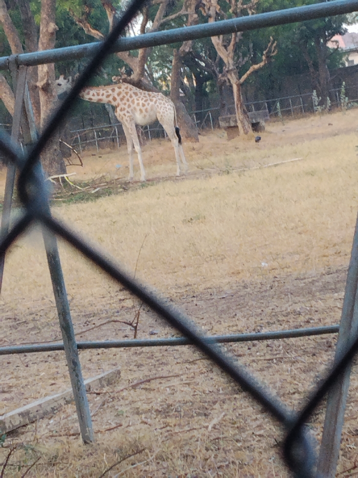 The image depicts a single giraffe positioned within an outdoor enclosure, observed through a blurred wire mesh fence in the foreground. The scene is located within an unspecified wildlife park or zoo in Gandu Albasa, Nigeria.
The giraffe, an adult or subadult, exhibits typical light brown and white irregular patch markings, a long neck, and slender legs. A distinct dark patch is visible on its upper left hind leg. Its head is lowered towards a tree trunk on the left side of the frame, suggesting it is browsing or interacting with the tree.
The immediate ground around the giraffe is covered with dry, yellowish-brown grass and areas of exposed dirt. Several trees with visible trunks and sparse foliage are scattered throughout the enclosure, indicating a dry or seasonal environment. In the mid-ground, a metal fence is partially visible, and further back, indistinct concrete-like structures or large rocks are present. The lighting suggests daytime conditions. No people or other animals are visible in the frame.