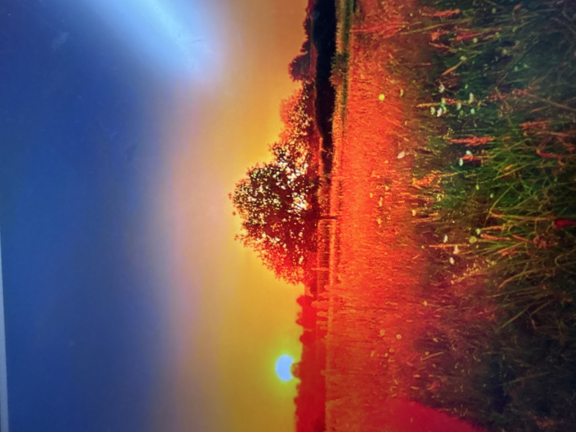 The image shows a landscape scene at sunset, likely in a rural area. A silhouetted tree stands prominently against the setting sun. To the right of the tree is a field of tall grass and wildflowers, transitioning from orange and red hues near the bottom to green towards the top. The sky blends from blue on the left to orange and yellow near the horizon where the sun is positioned. There is no evidence to suggest this image is specifically located in Zaprudnya, Russia. No people are visible. The scene is still and peaceful.