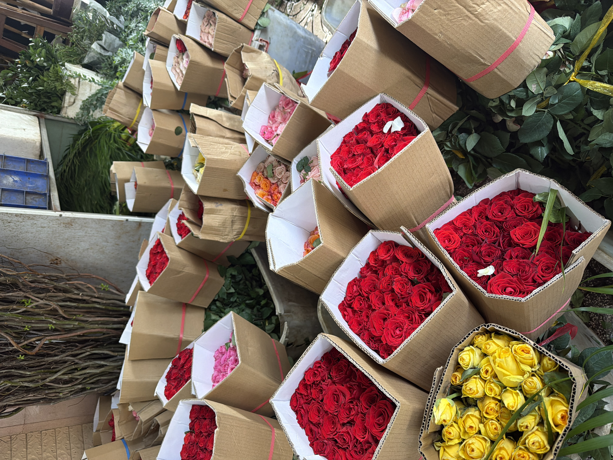 This image captures a bustling scene within what appears to be a flower market or a floristry warehouse in Nha Trang Ward, Vietnam. The primary subjects are numerous open cardboard boxes, meticulously packed with large quantities of fresh, cut roses.
The boxes are stacked and arranged, showcasing an abundance of vibrant roses in various colors. Rich red roses are most prominent, filling several boxes. Other boxes contain delicate pink roses, bright yellow roses, and a mix of orange and light pink varieties. Each box is typically secured with colorful elastic bands or string, with visible pink, yellow, and blue bands helping to hold the contents or structure together.
In the background and on the periphery, bundles of green foliage and woody branches or sticks are visible, likely intended for floral arrangements or as separate decorative elements. A blue plastic crate and a white storage container are also discernible on the left, suggesting a practical working environment for handling and transport. The scene gives the impression of a vibrant, active space where flowers are prepared for distribution or sale. No people are visible, and there is no discernible text on any of the boxes or items. The lighting suggests an indoor or shaded setting.
