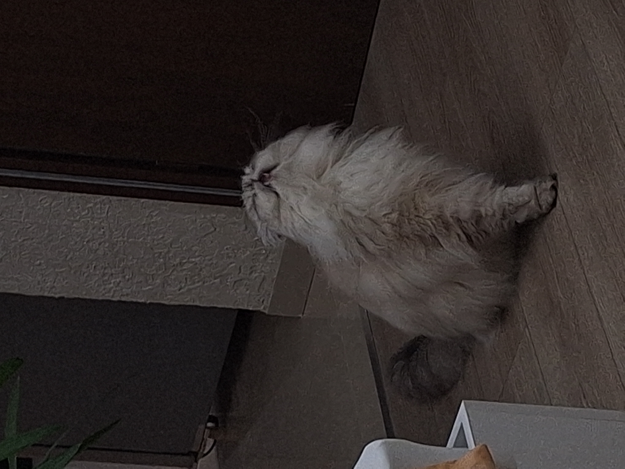 A fluffy, light-colored cat is lying on a wooden floor next to a dark-colored piece of furniture with a textured surface. The cat's head is near the furniture, and its body extends toward the right side of the image. The tail is visible near the bottom of the image. A white plastic object with some orange-brown material inside is also visible near the bottom right corner of the image. The location is unknown, as Panagyurishte, Bulgaria is not identifiable from the image alone.