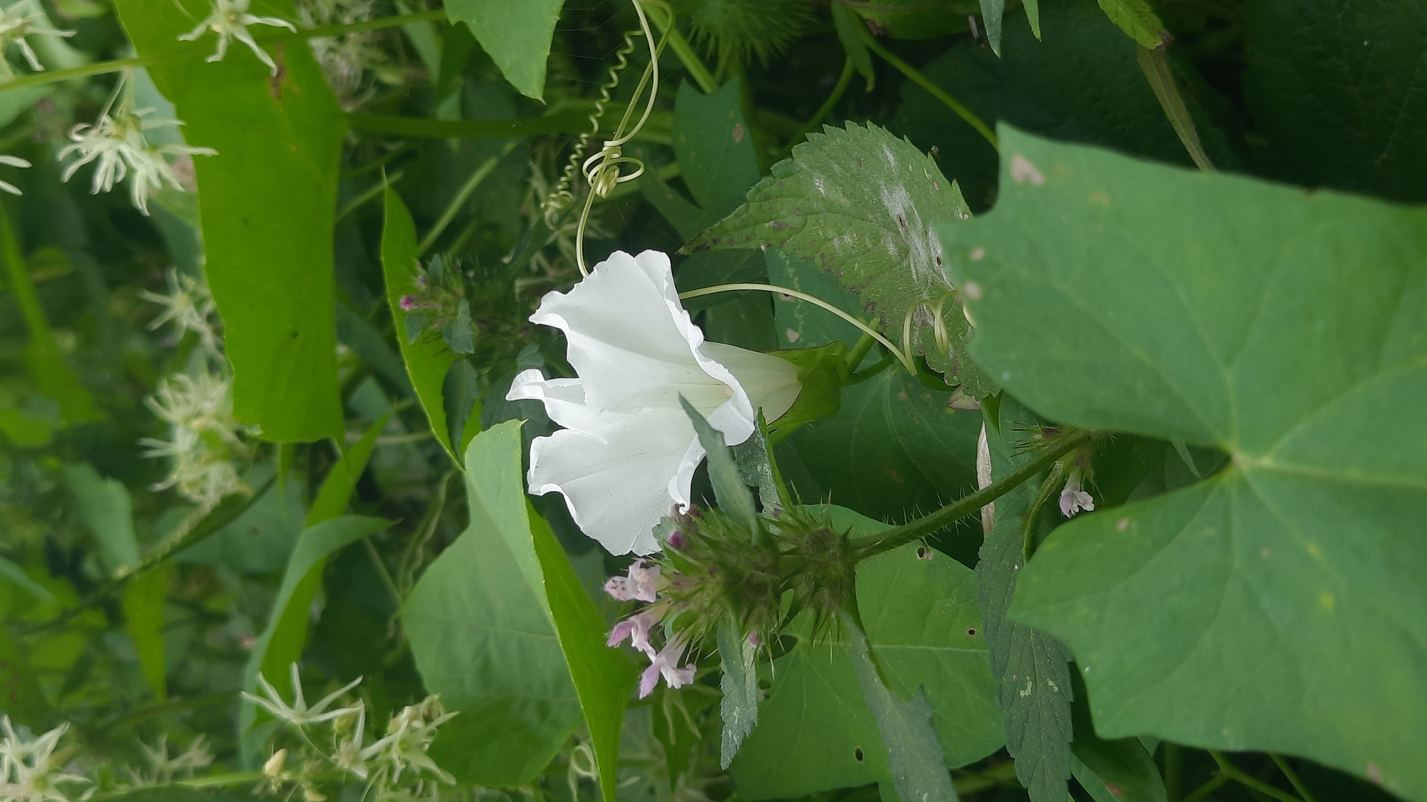 A close-up, vertical shot captures a single white bindweed flower in bloom, surrounded by lush green foliage. The flower, facing slightly to the left, is in focus, its trumpet-shaped petals unfurled. To the left of the bindweed, a thorny stem with small pink buds is partially visible. The background consists of a dense arrangement of green leaves and delicate white flowers with thin petals, suggesting a natural, outdoor setting. The lighting is soft and diffused, indicating an overcast day or shaded area. The image does not contain any discernible urban elements or any people. The image is assumed to be taken in the city of Shklov, Belarus, based on the prompt, though no specific landmarks confirm this location.
