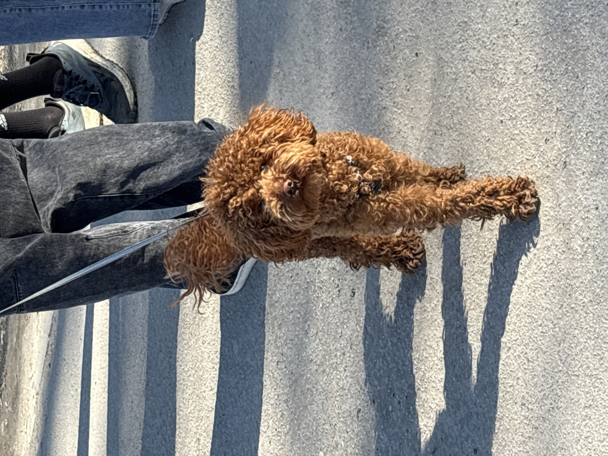 A brown poodle lies on a gray concrete surface, casting distinct shadows from its legs and body. A person wearing gray jeans and black socks with gray sneakers stands near the dog. Another person wearing blue jeans and sneakers is also visible. The leash is held by the person in gray jeans. The location is possibly Perm, Russia.