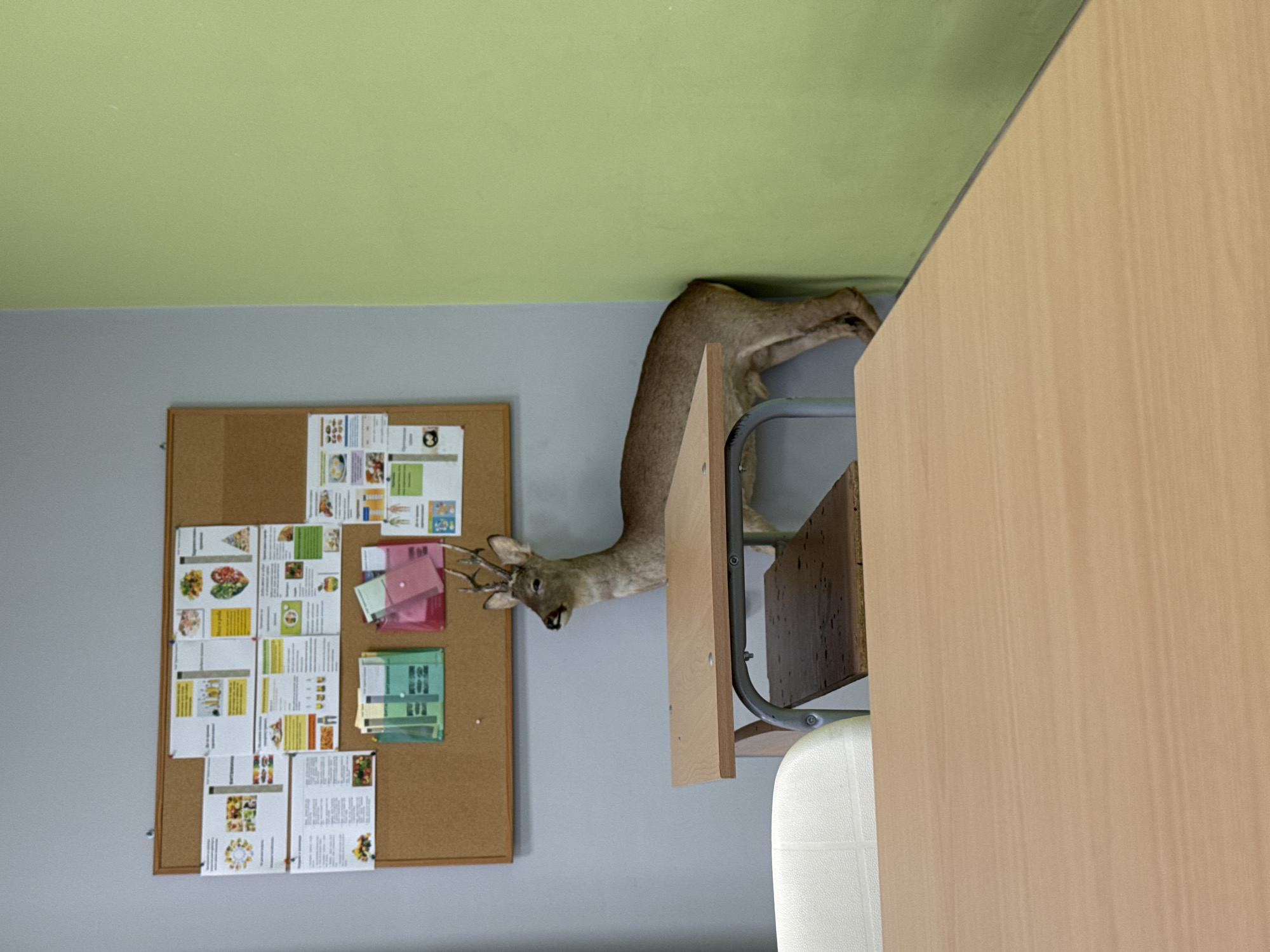 The image shows a room with a corkboard on a gray wall displaying various papers and flyers. A taxidermied deer head and neck protrude from behind a light-colored wooden structure, possibly a desk or cabinet, towards the wall. The deer is mounted on a metal-framed surface. The ceiling is painted green. The location is Haskovo, Bulgaria.